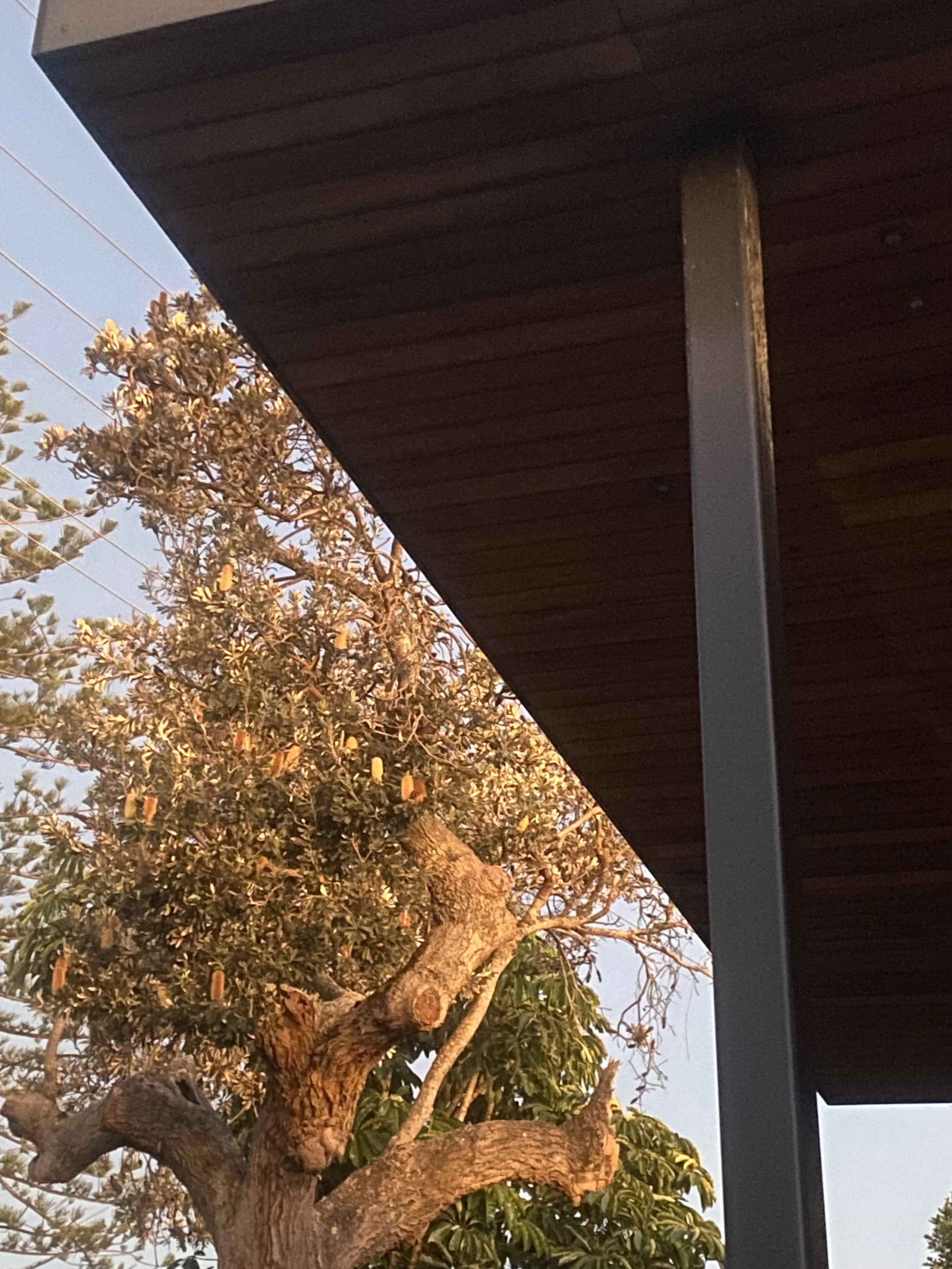 IMG_0016.jpeg