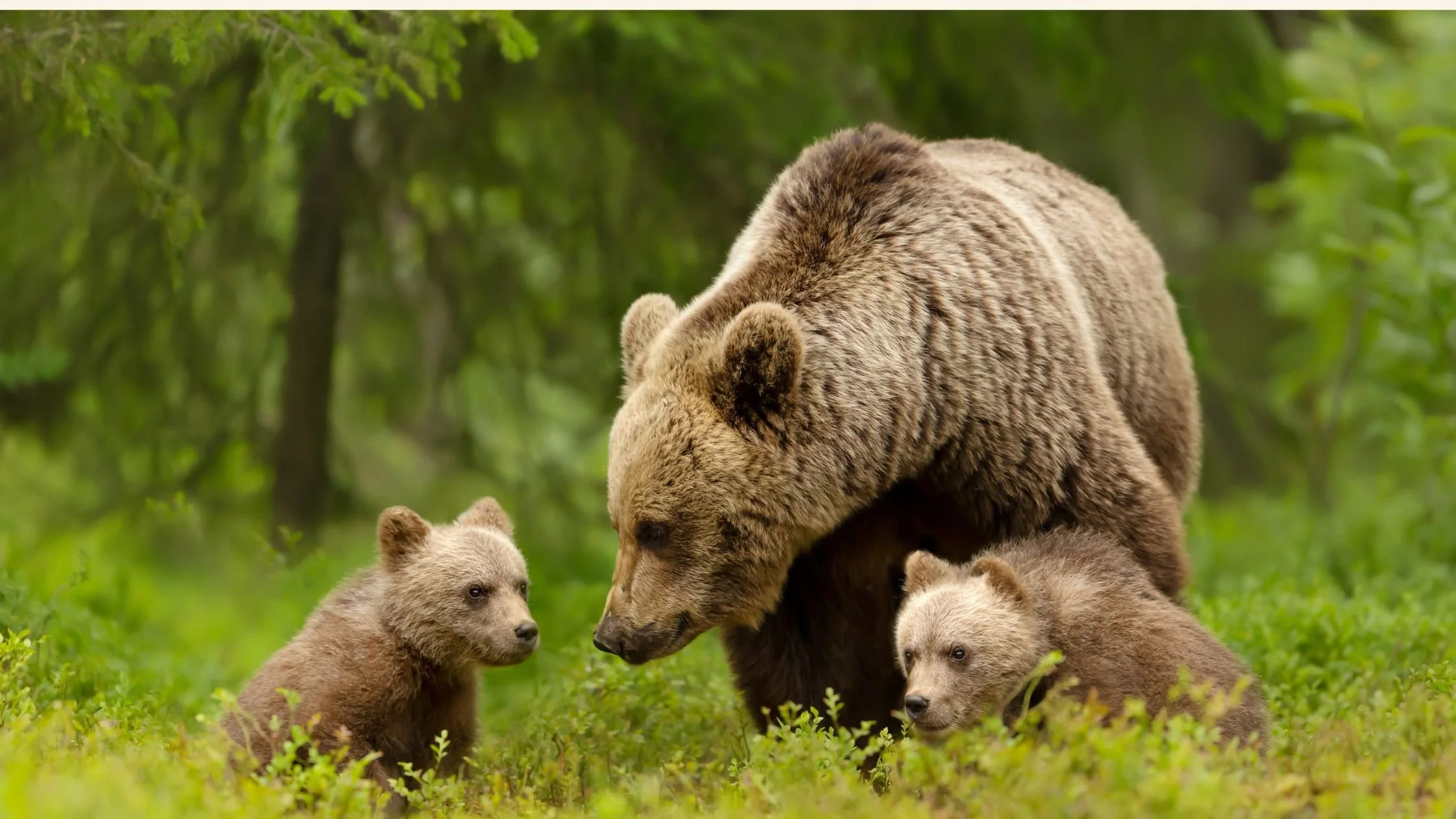 Alaska Cruise Season: Which Month Is Actually Right for Your Family?