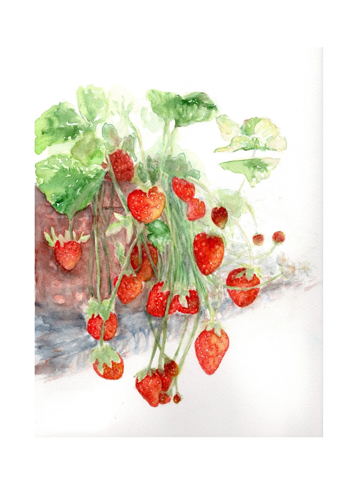 Sweetness of Summer - Strawberries (Print)