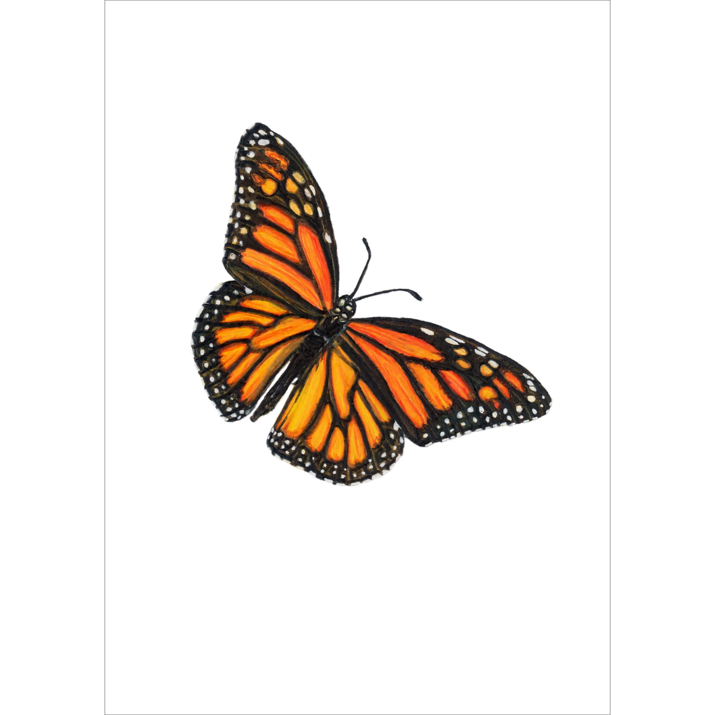 TS288_Monarch in Flight.jpg