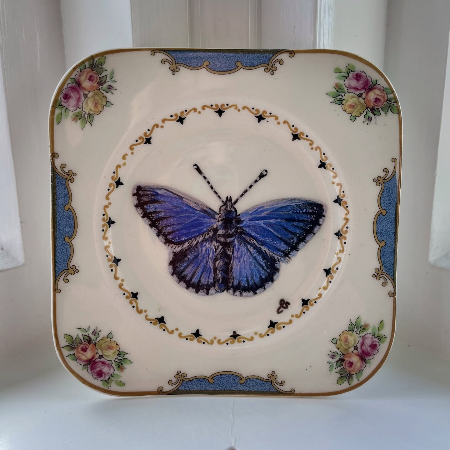 The Southern Blue butterfly, endemic to New Zealand. Unfortunately, this amazing species is under threat and its habitat has been restricted to the southeast side of the South Island. This is largely due to the Australian common blue butterfly which 