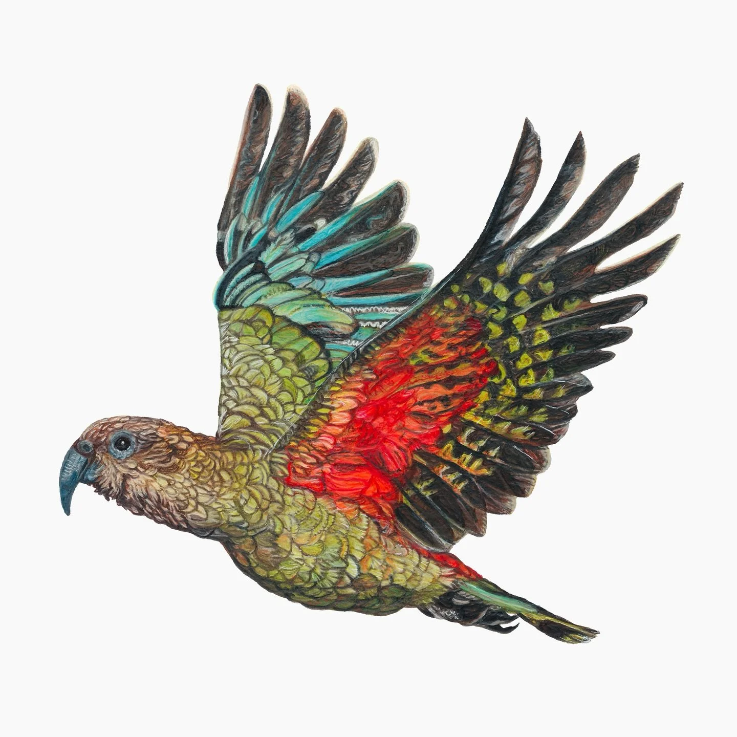 Kea in Flight

One of my favourite New Zealand birds! The original drawing now resides in Australia with a lovely customer I had the pleasure to meet at Homegrown Gallery. 

Kea&rsquo;s are truly remarkable birds and I hope to draw more in future. Th