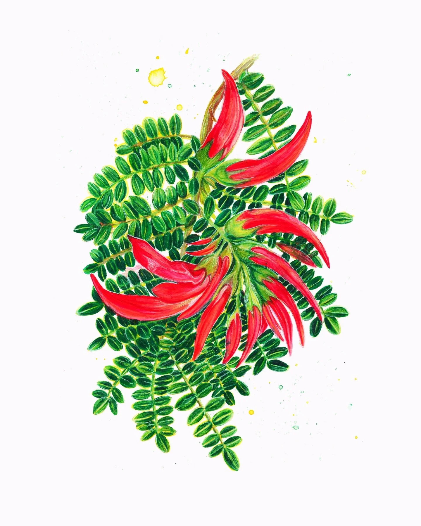 Kākābeak kaha

This is my favourite native flower, I love every stage of it flowering and even without flowers, those lovely leaves! 
Also known as Ngutukākā.

I&rsquo;m about to make A3 and A4 prints of this drawing and they&rsquo;ll be available at