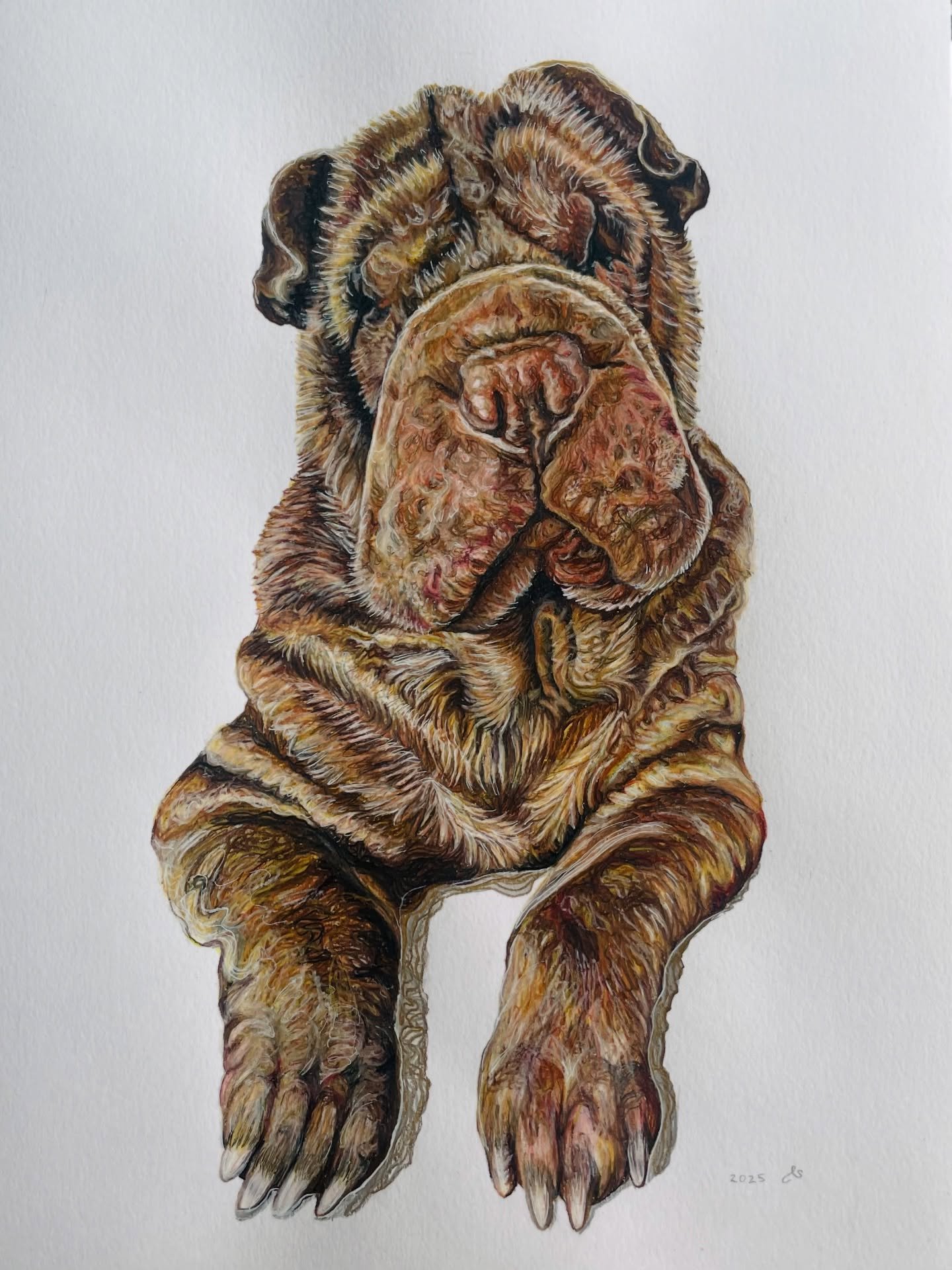Meet Zeus the Shar Pei. He looks like he was such a character! I have loved drawing those rolls of fur and wrinkles and only wish I could have given him a cuddle. 

I hope this portrait does the memory of him the justice he deserves. Always a tall or