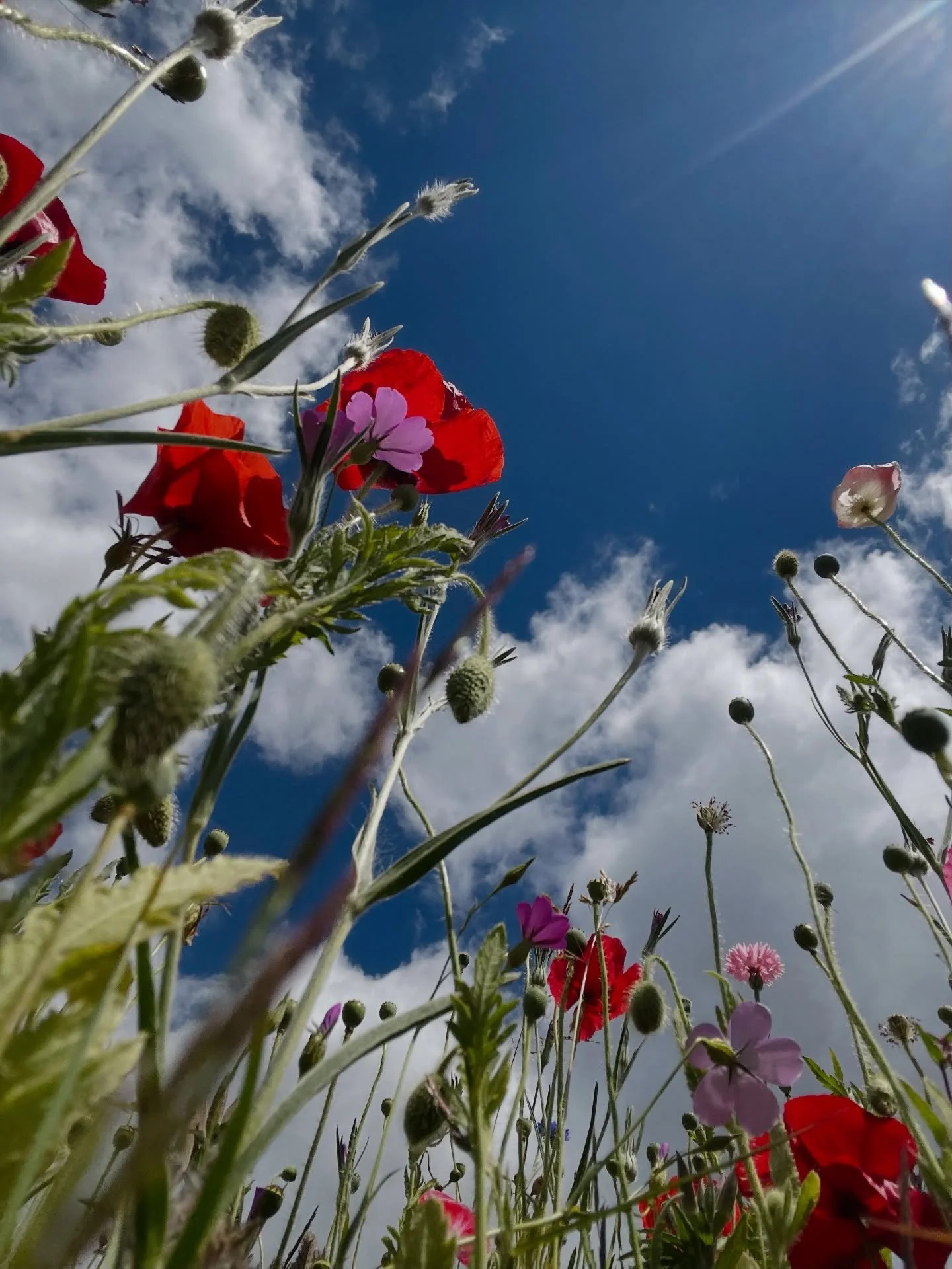 As I enjoyed a flower trail this morning I thought about how it&rsquo;s my last market of the year on Saturday! Where has the year gone! 

I&rsquo;m ready and looking forward to it @gardencitymakete 
Check out the details below and be sure to come al