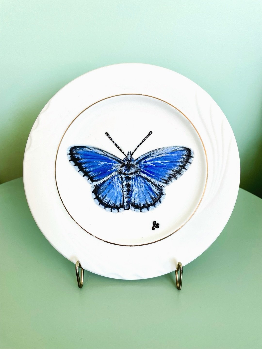 The Southern Blue butterfly, endemic to New Zealand. Unfortunately, this amazing species is under threat and its habitat has been restricted to the southeast side of the South Island. This is largely due to the Australian common blue butterfly which 