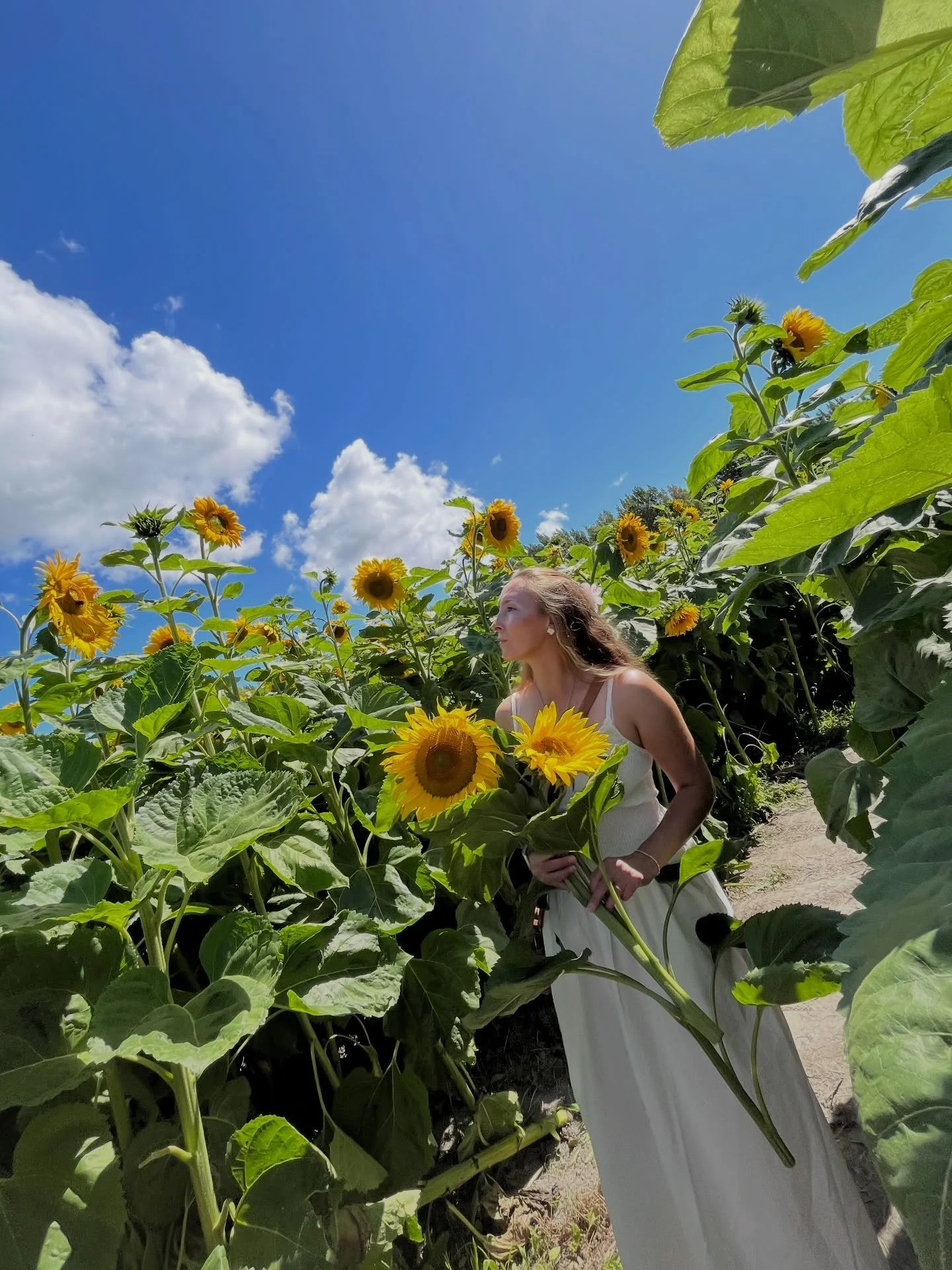 I think you can guess what my next subject will be! 🌻

A beautiful afternoon spent at @christchurchsunflowerfield on the sunniest of days! So much exploring to be done, I think I may have to go back. I highly recommend! 

#sunflowerfield #feelingins