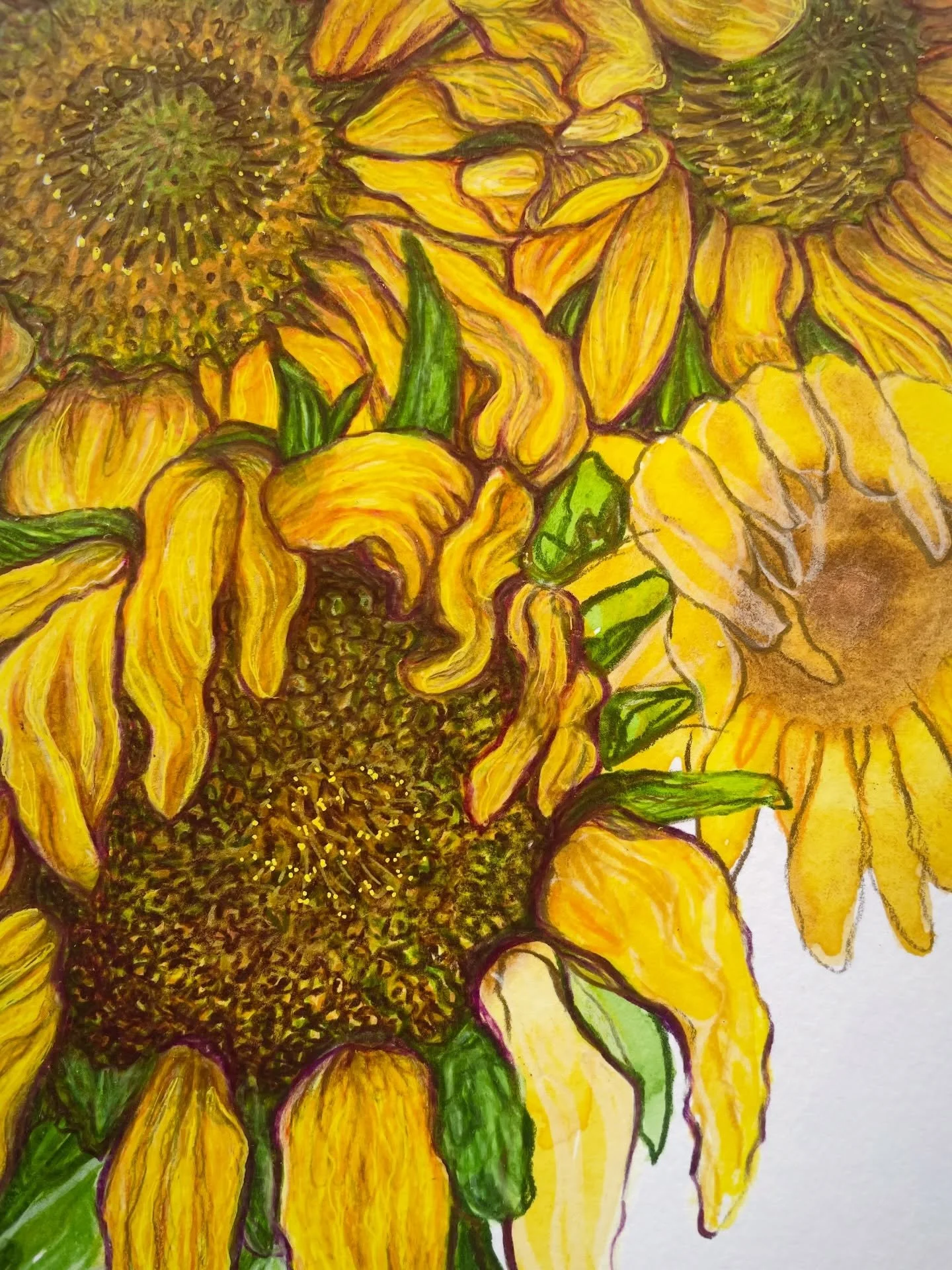 About to come into full bloom&hellip;

#sunnysunflowers #sunshineonacloudyday #mixedmediadrawing #drawinginprogress