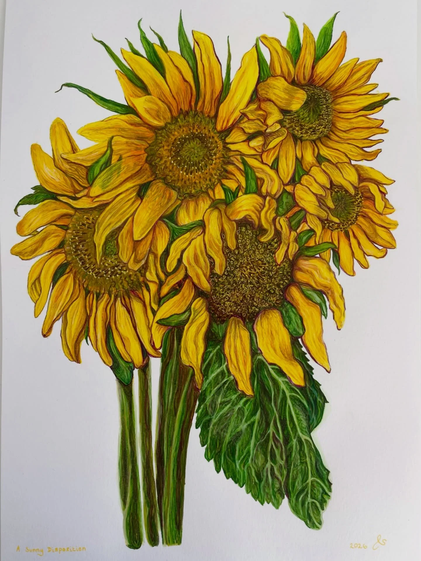 A Sunny Disposition 

The bunch of sunflowers I picked with my family at the @christchurchsunflowerfield now immortalised in watercolour, coloured pencils and acrylic pen on paper. That beautiful day just keeps on giving!

#sunflowerbunch #mixedmedia