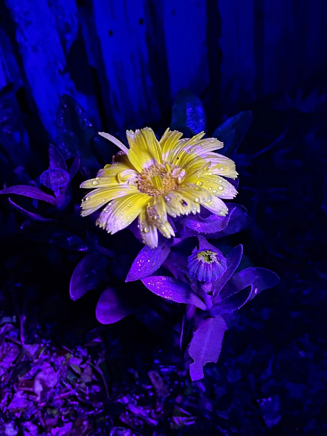 Marigolds and Phacelia at night.

Its distractions like these that make it really difficult to continue my mission to complete all the different imagery I have started making over the past couple of years! 😅 
I&rsquo;m constantly finding inspiration