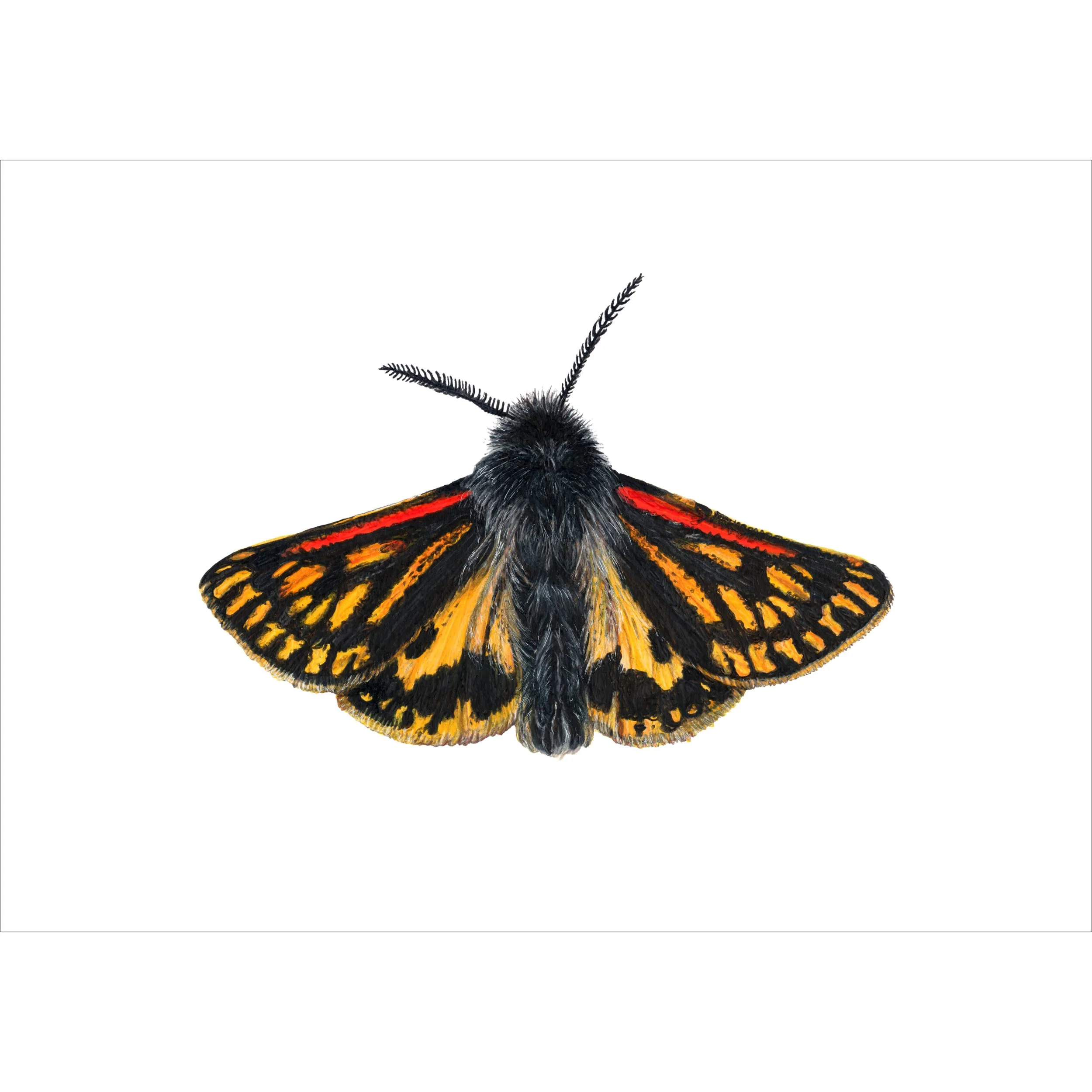 Western Tiger Moth