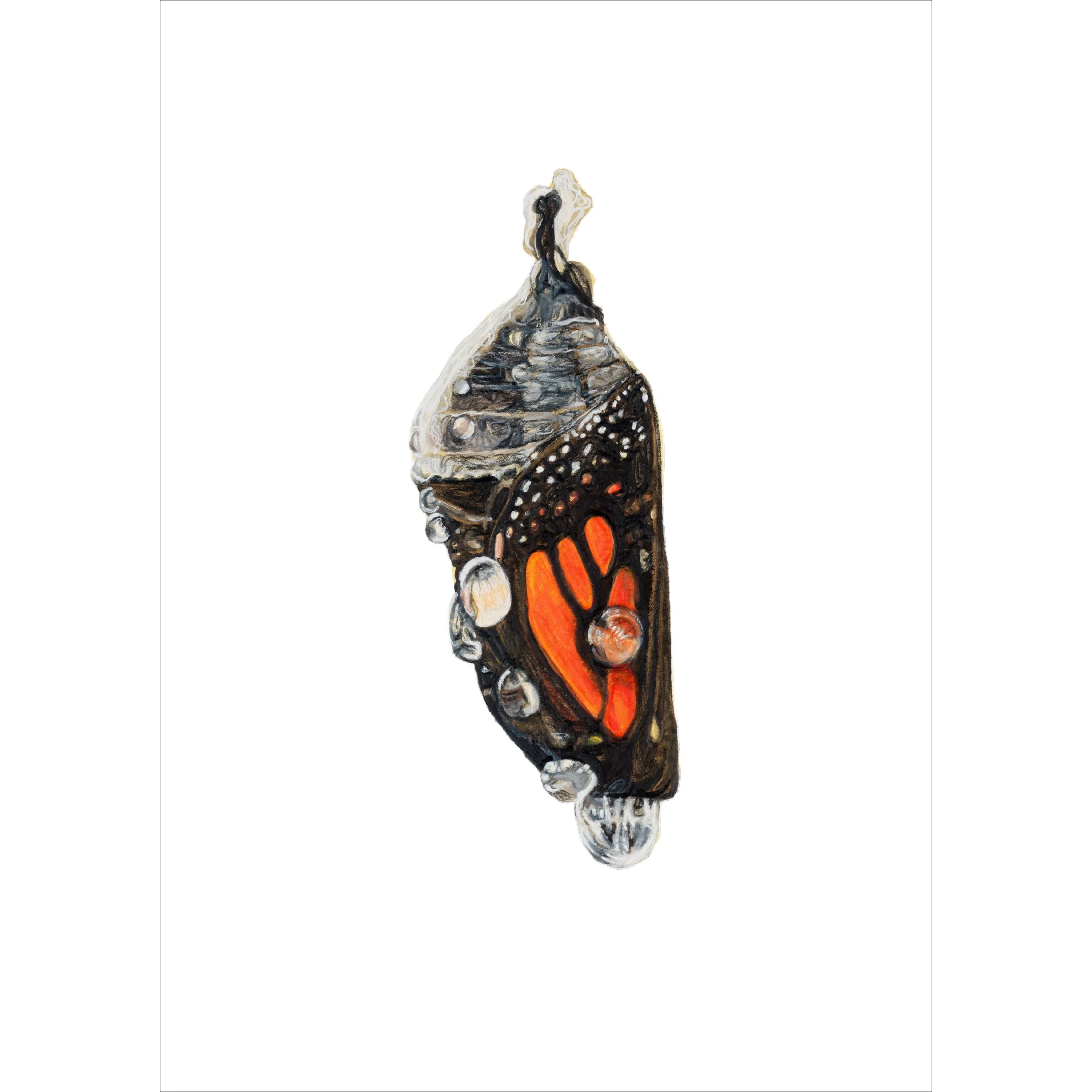 TS287_Monarch Chrysalis.jpg