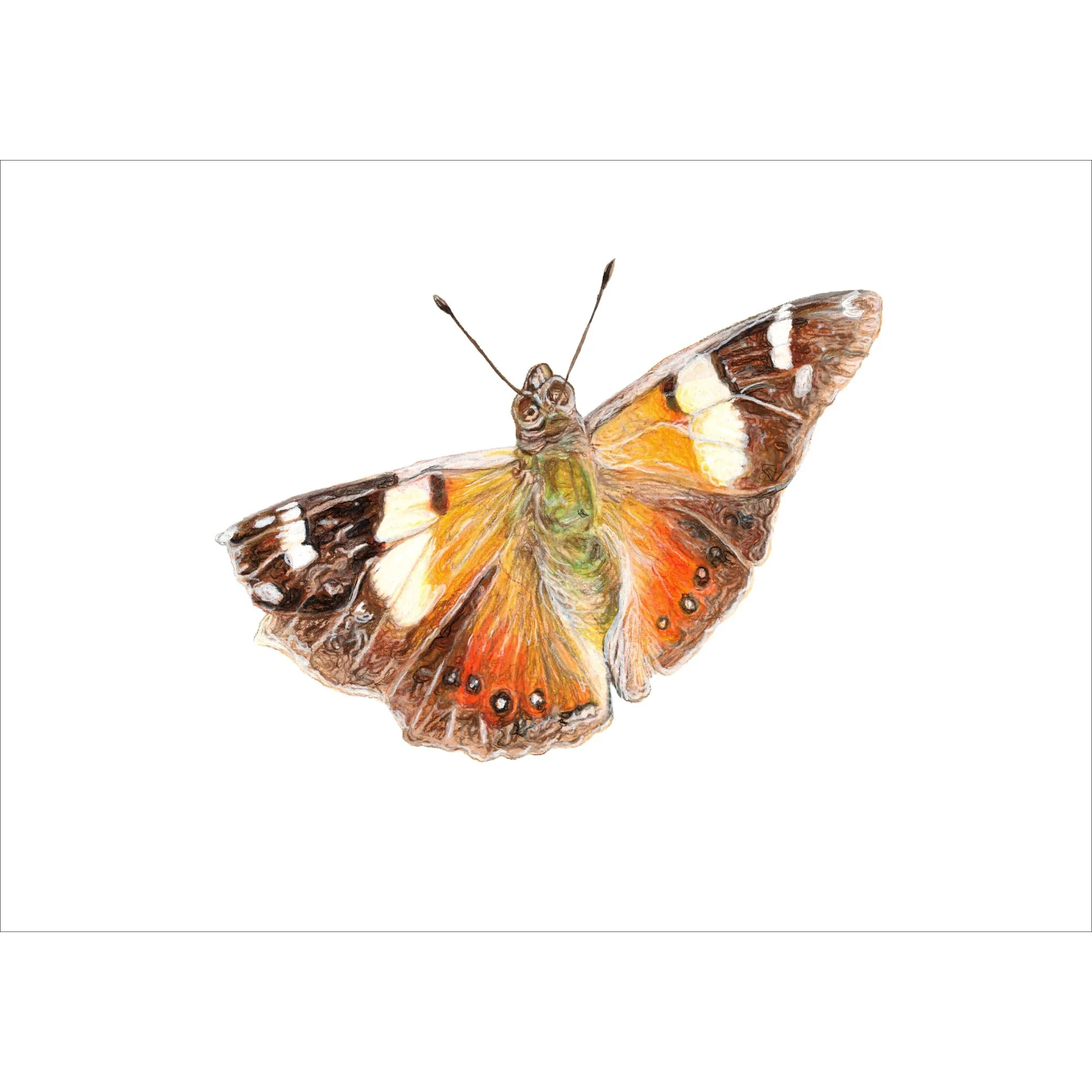 TS248_Yellow Admiral.jpg
