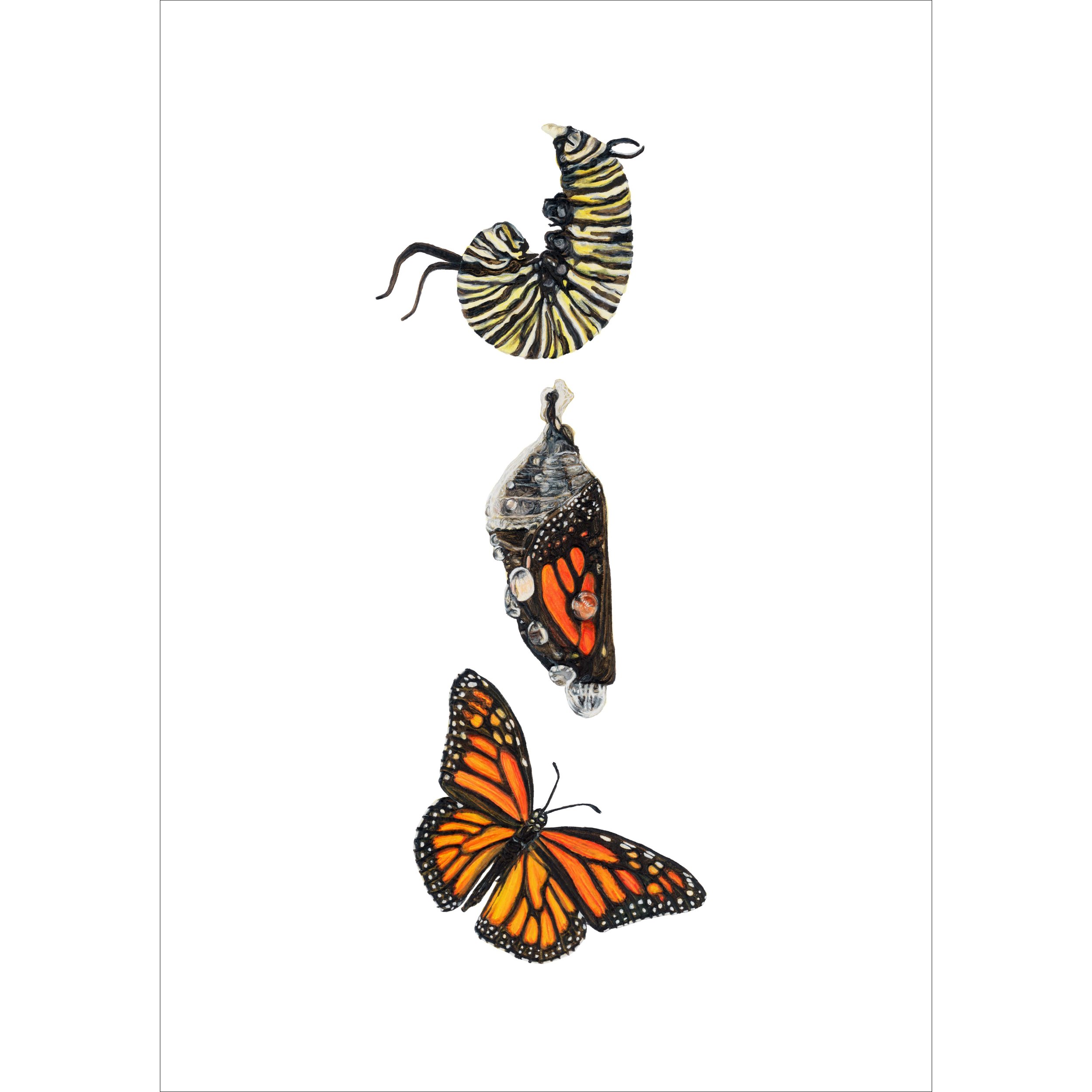 Monarch Metamorphosis