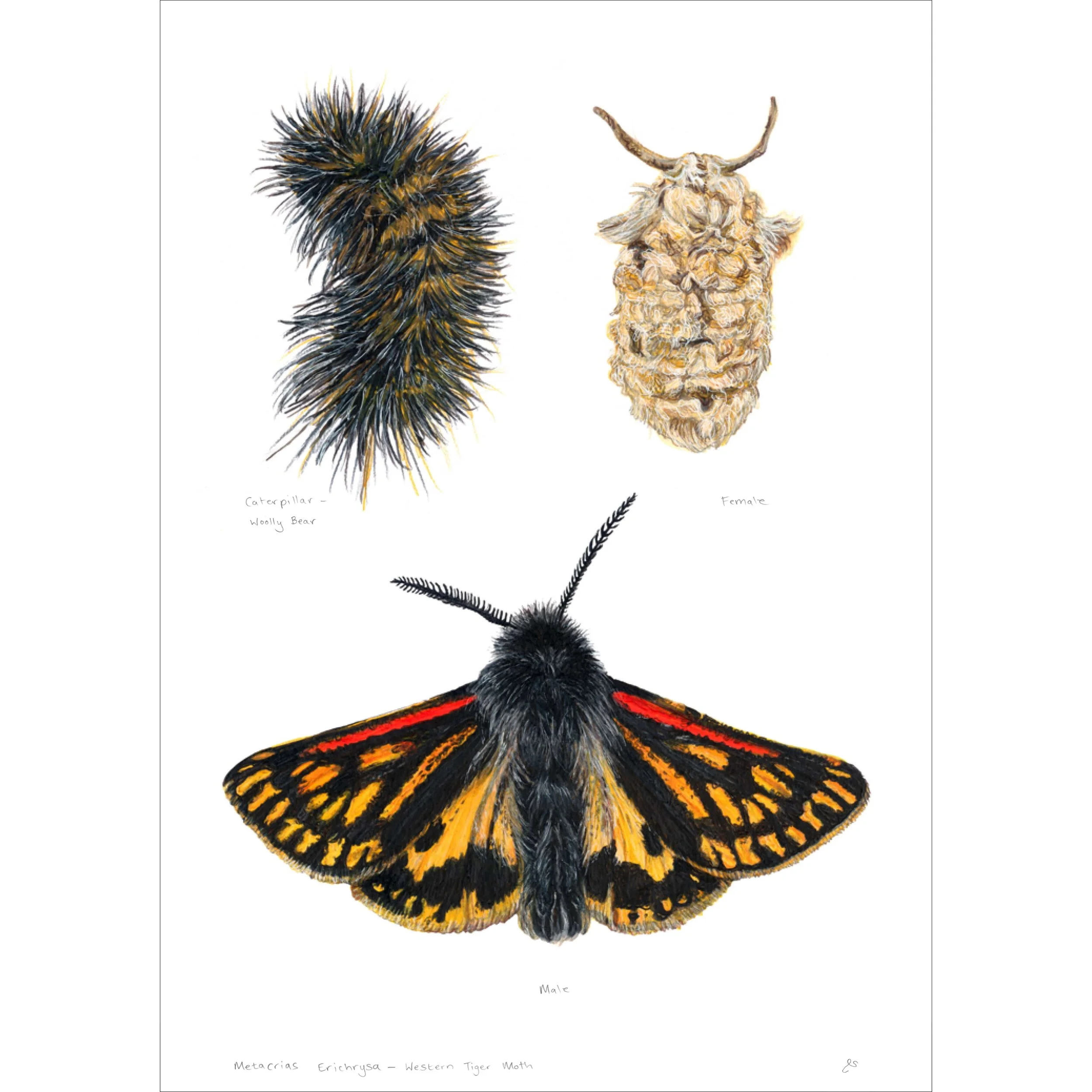 TS305_Western Tiger Moth - Trio.jpg