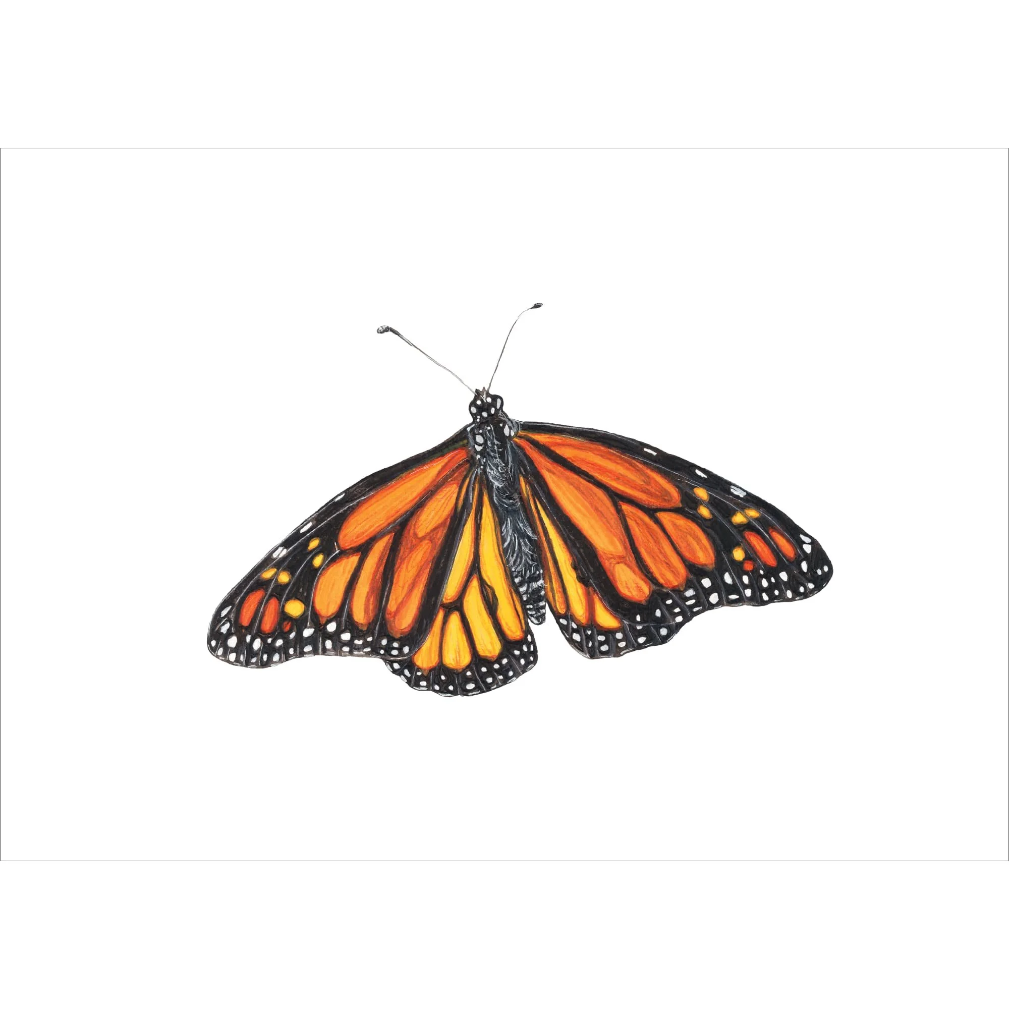 Monarch at Rest