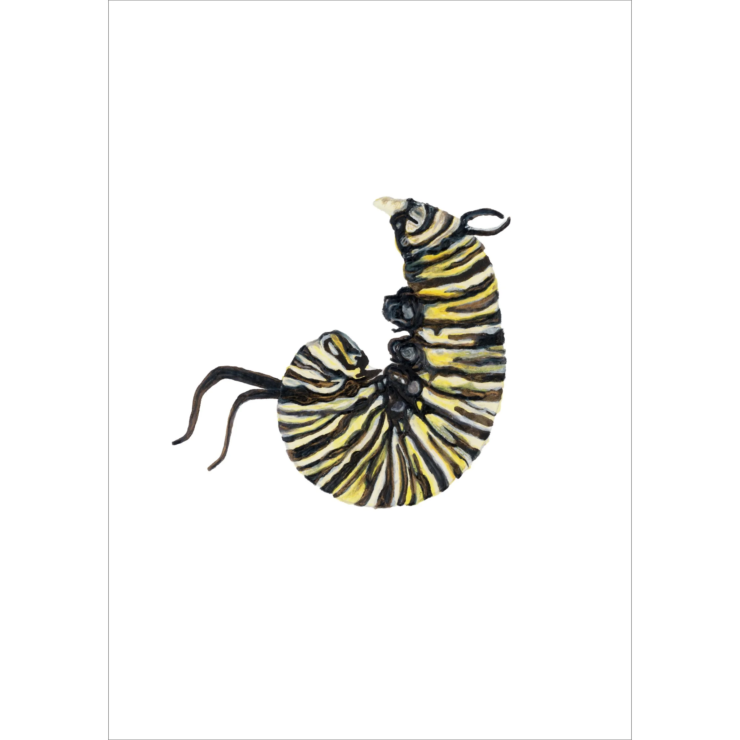 Monarch Caterpillar