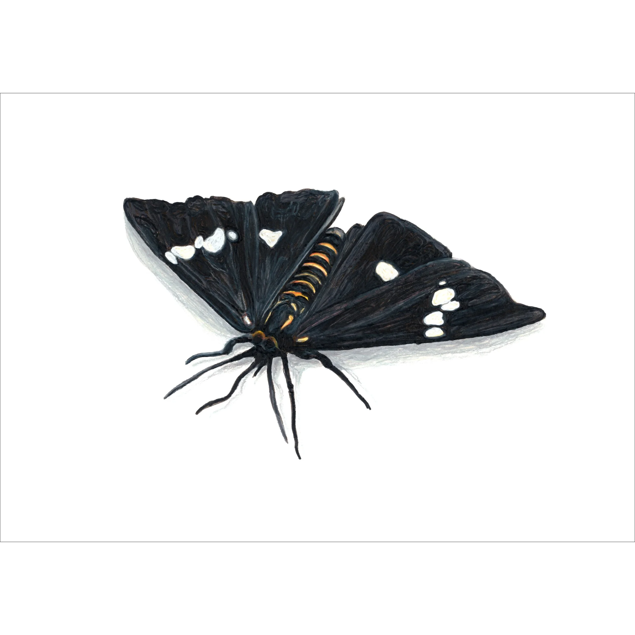 Mōkarakara - Magpie Moth