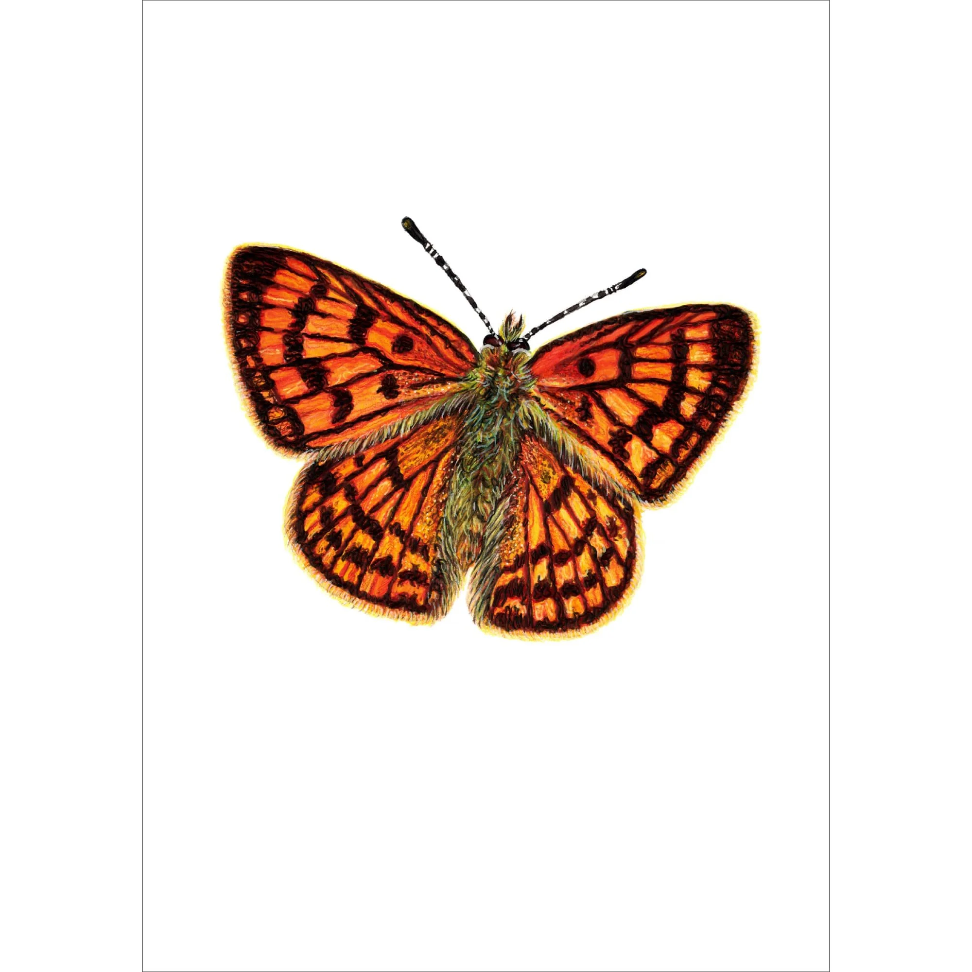 Rauparaha's Copper