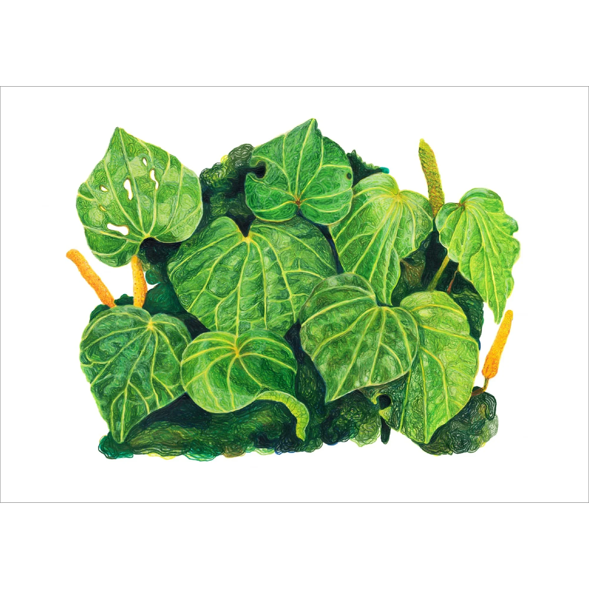 Kawakawa