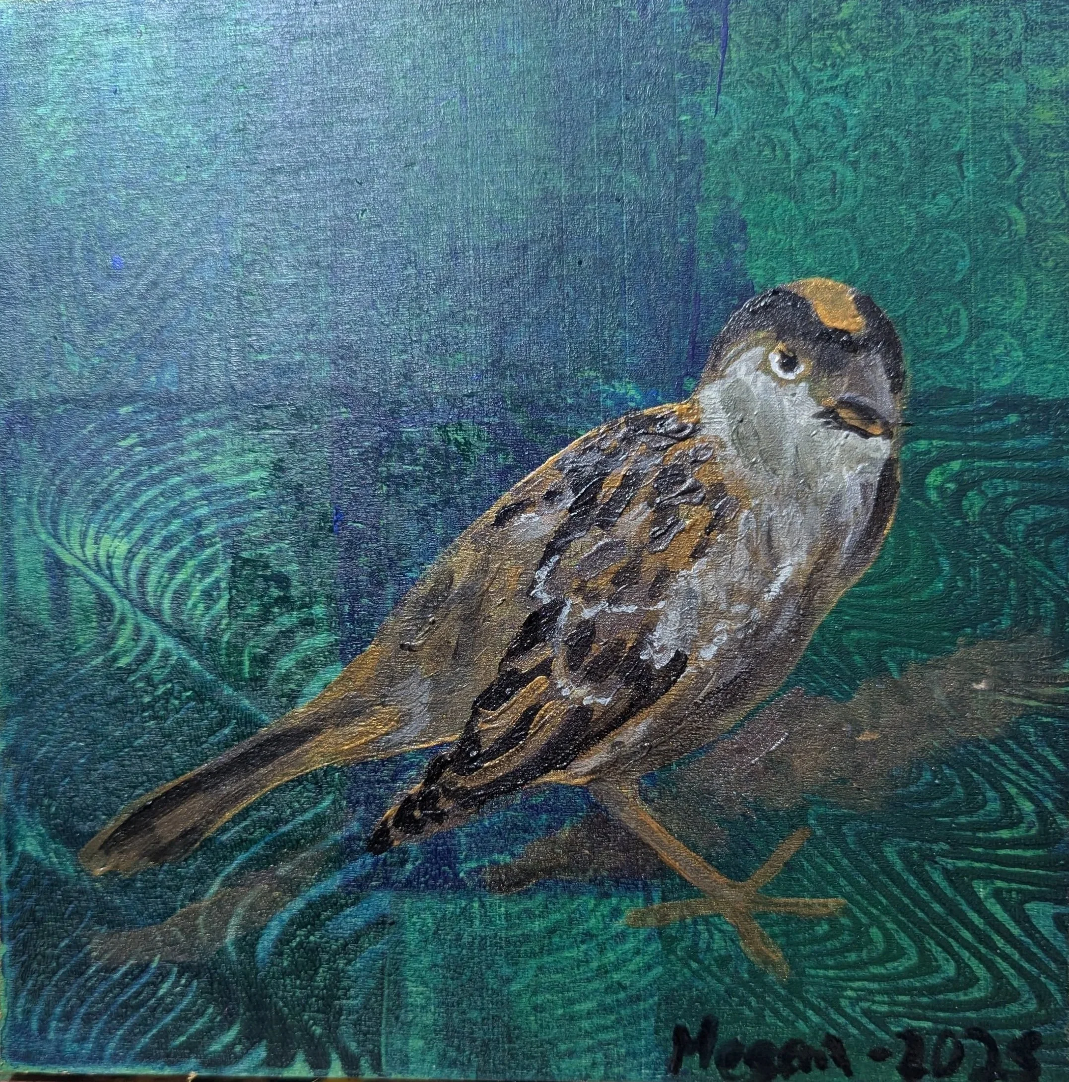 Gold Crowned Sparrow 2025