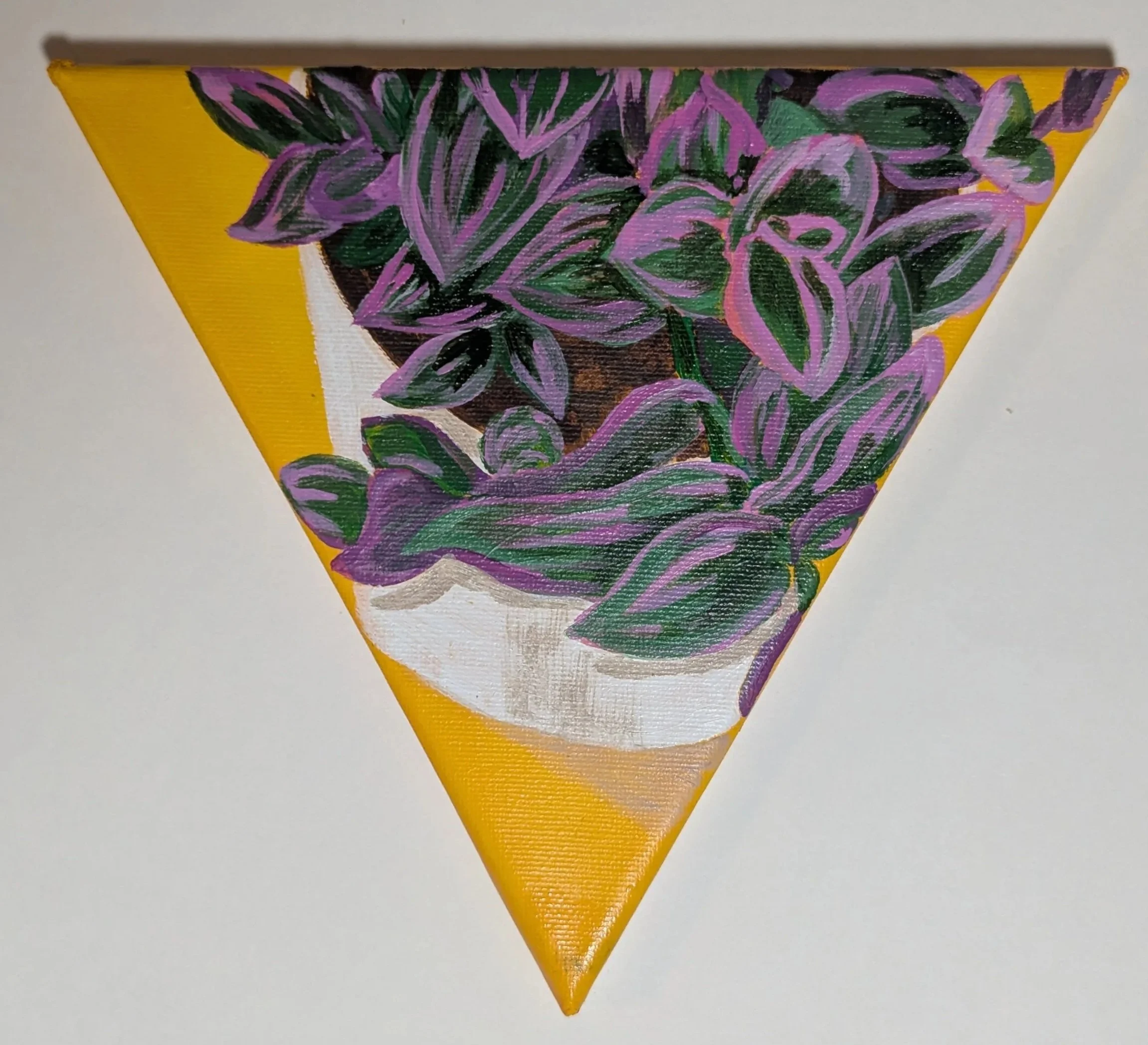 Tradescantia Zebrina 2025