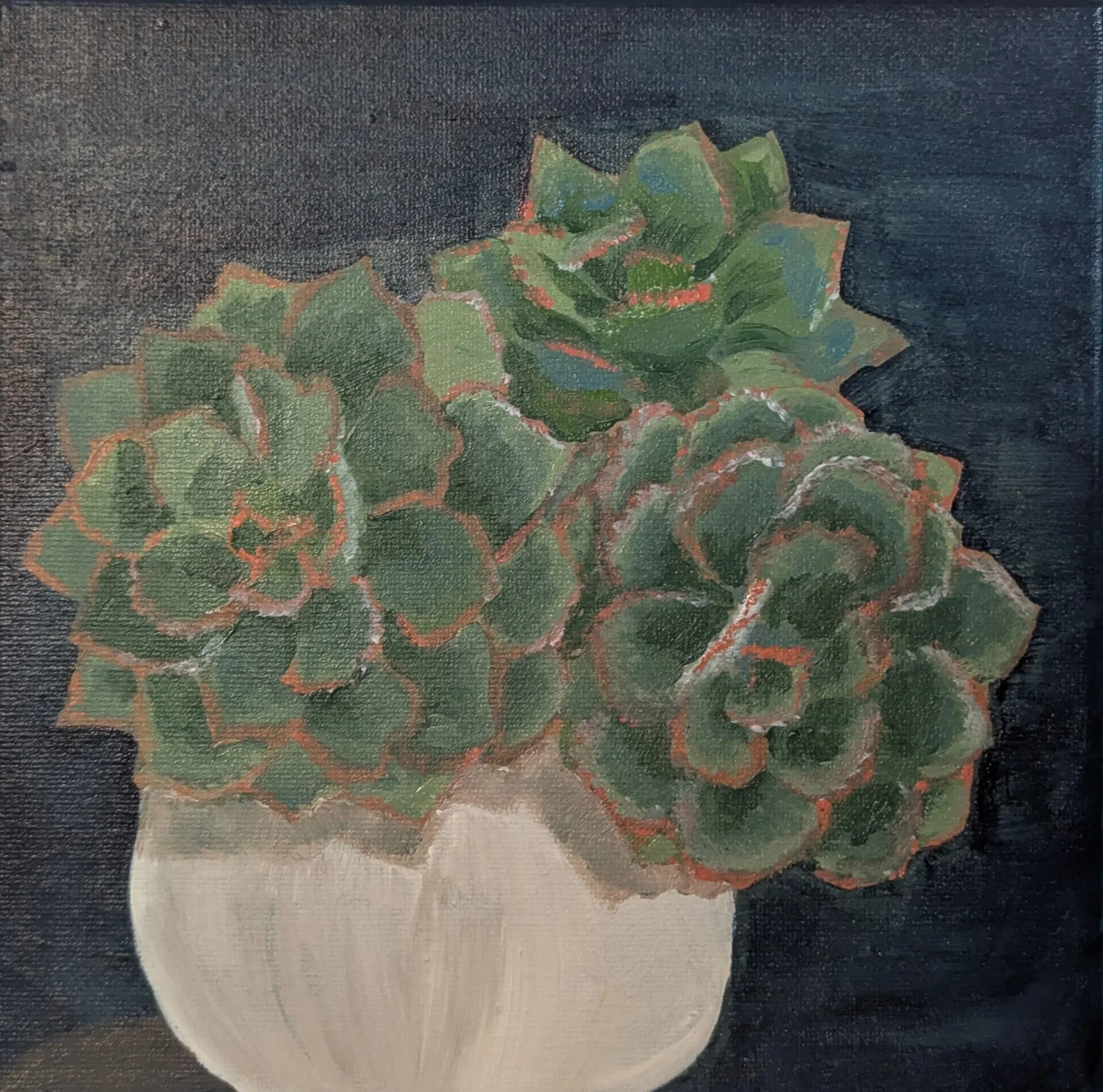 Echeveria 2025