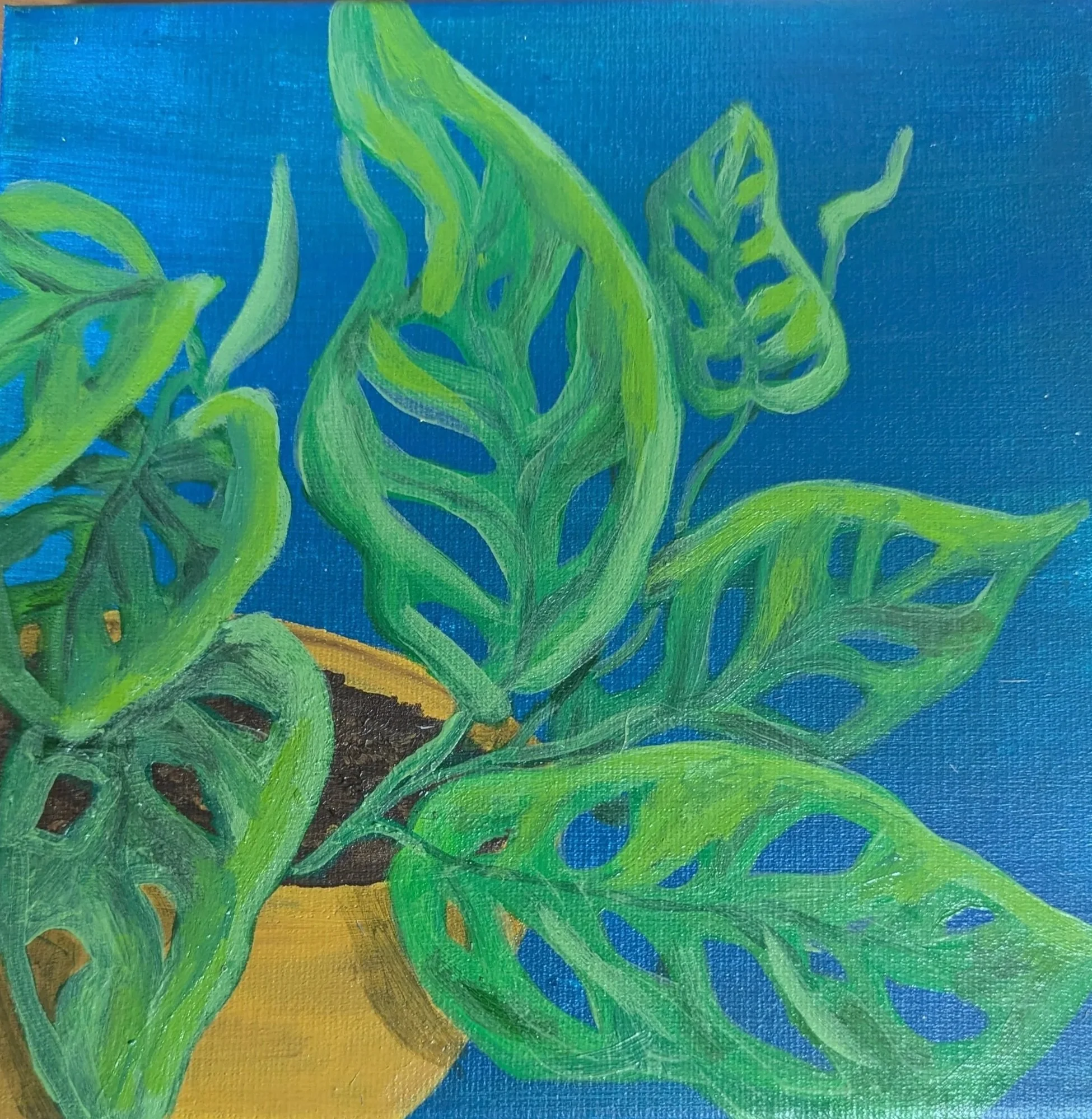 Swiss Cheese Plant 2025