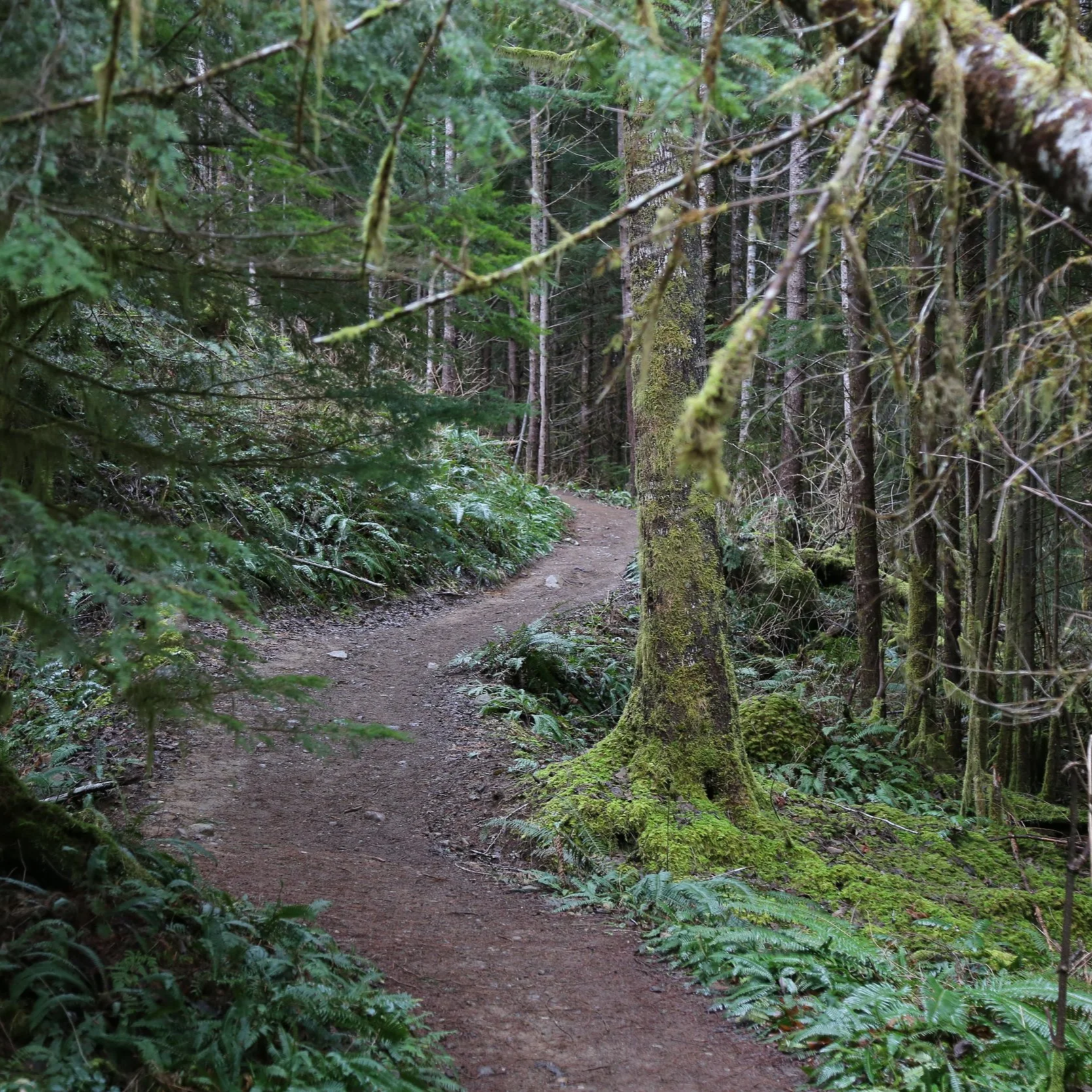 A dirt path, a Washington hiking trail, winds through a dense, green forest with moss-covered trees and lush ferns on either side.