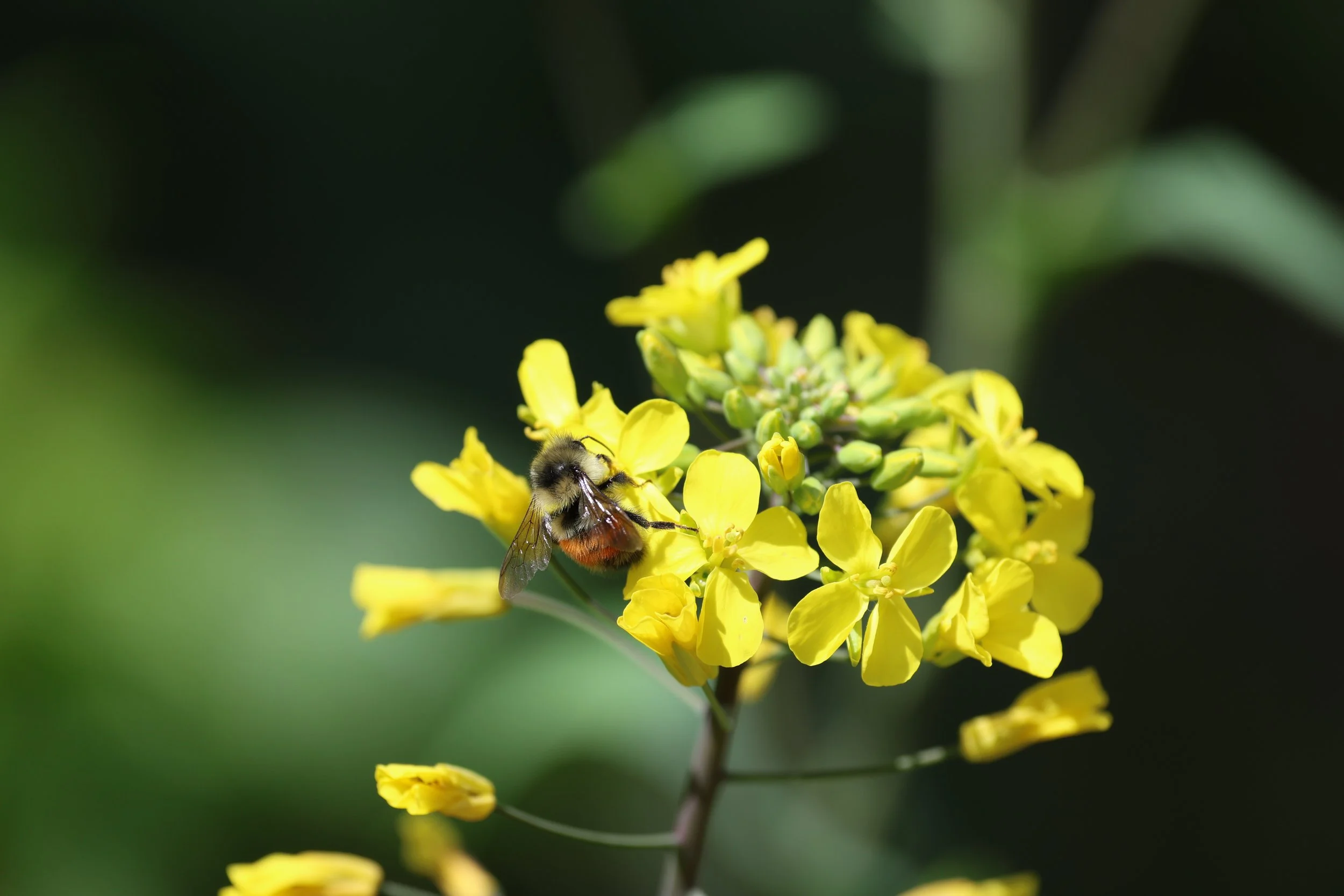 School Wellness Workshop — Mindful Moves