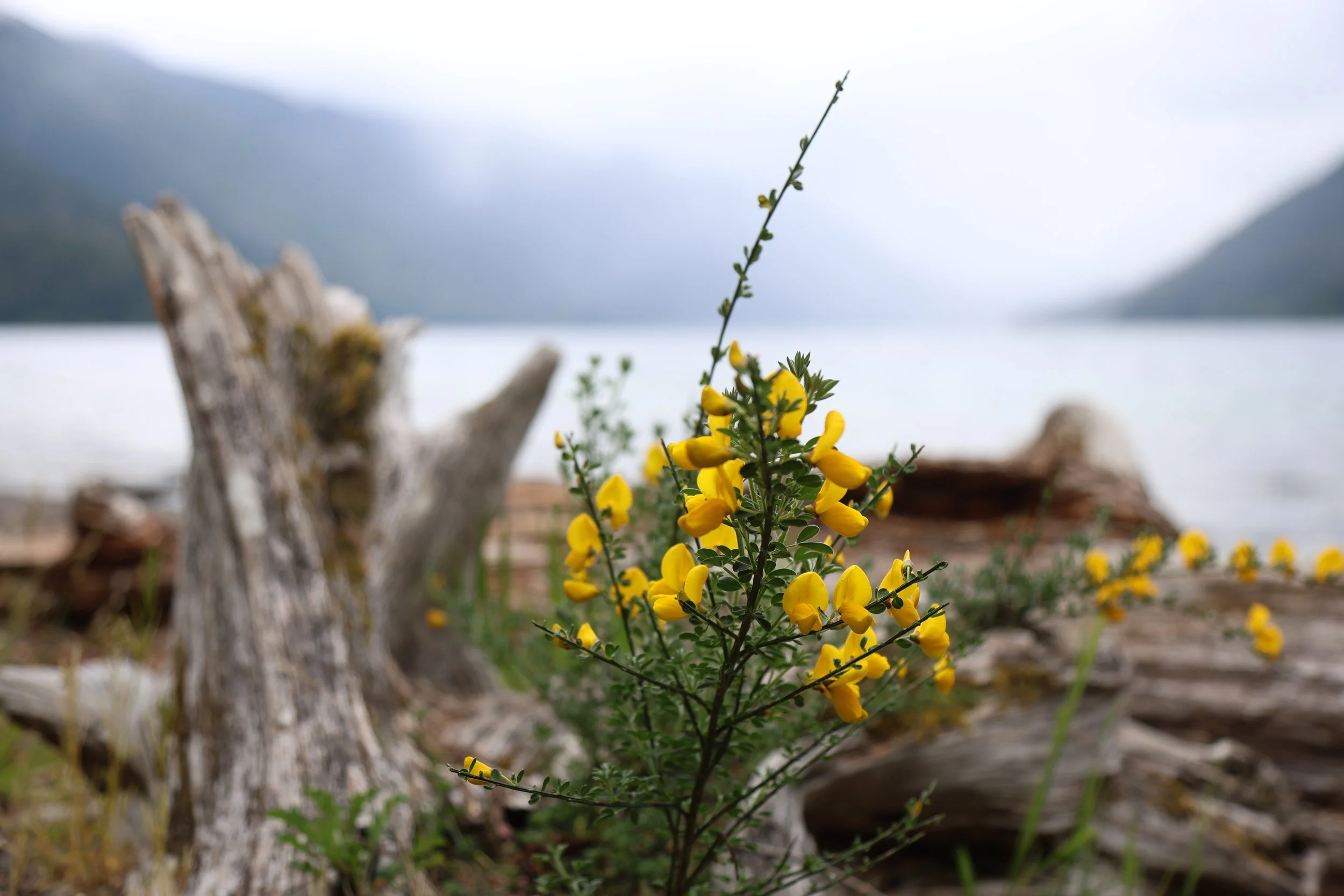 Yellow flowers growing in front of driftwood logs near a lake with mountains and cloudy sky in the background on Lake Cresent.