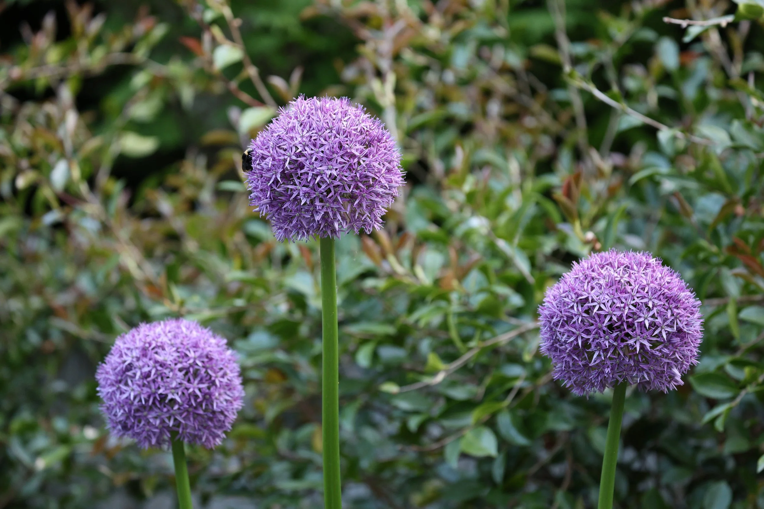 Three purple spherical flowers on long green stems in a garden with green foliage background.