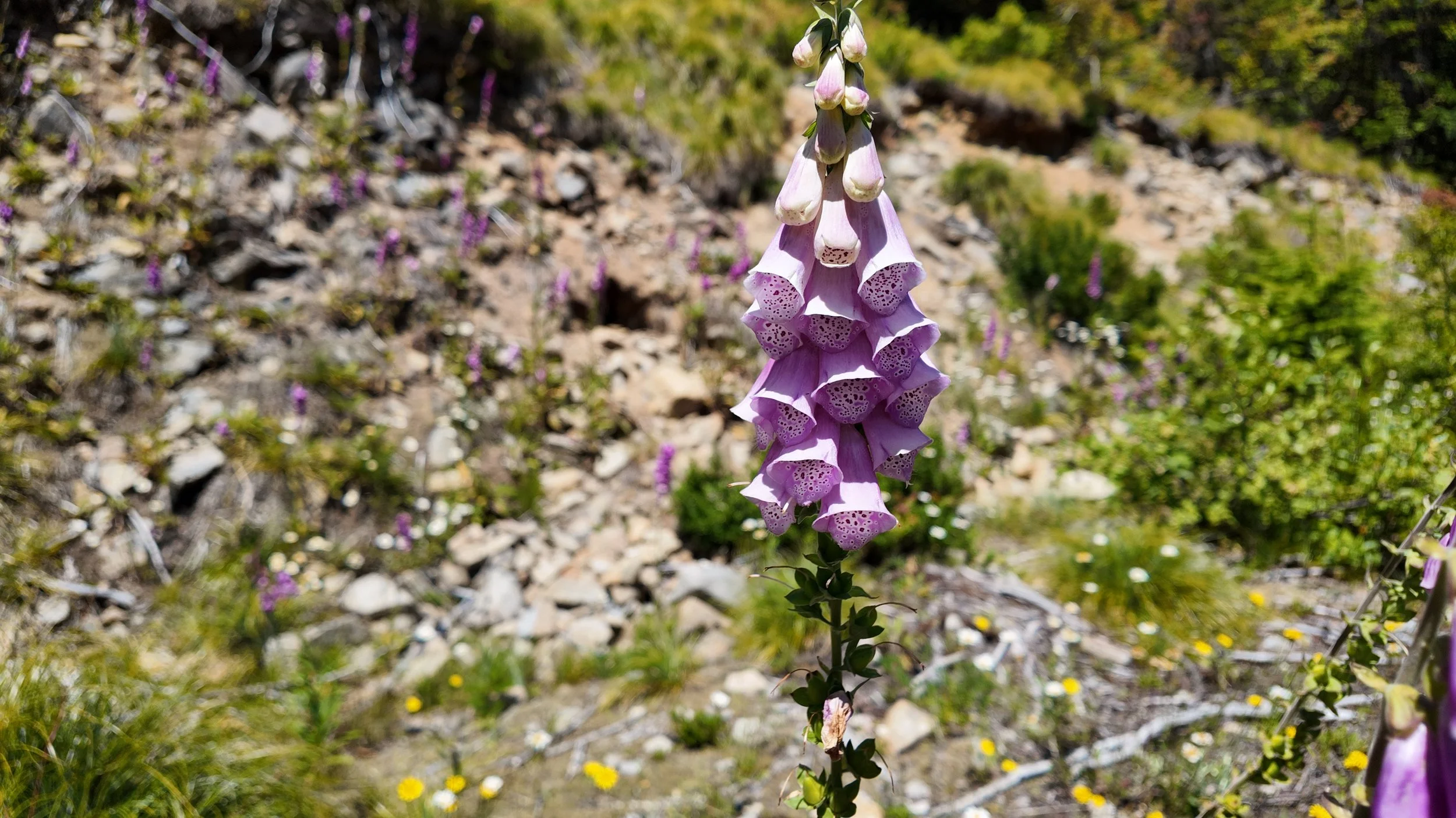 A light purple flower with thick green stems.