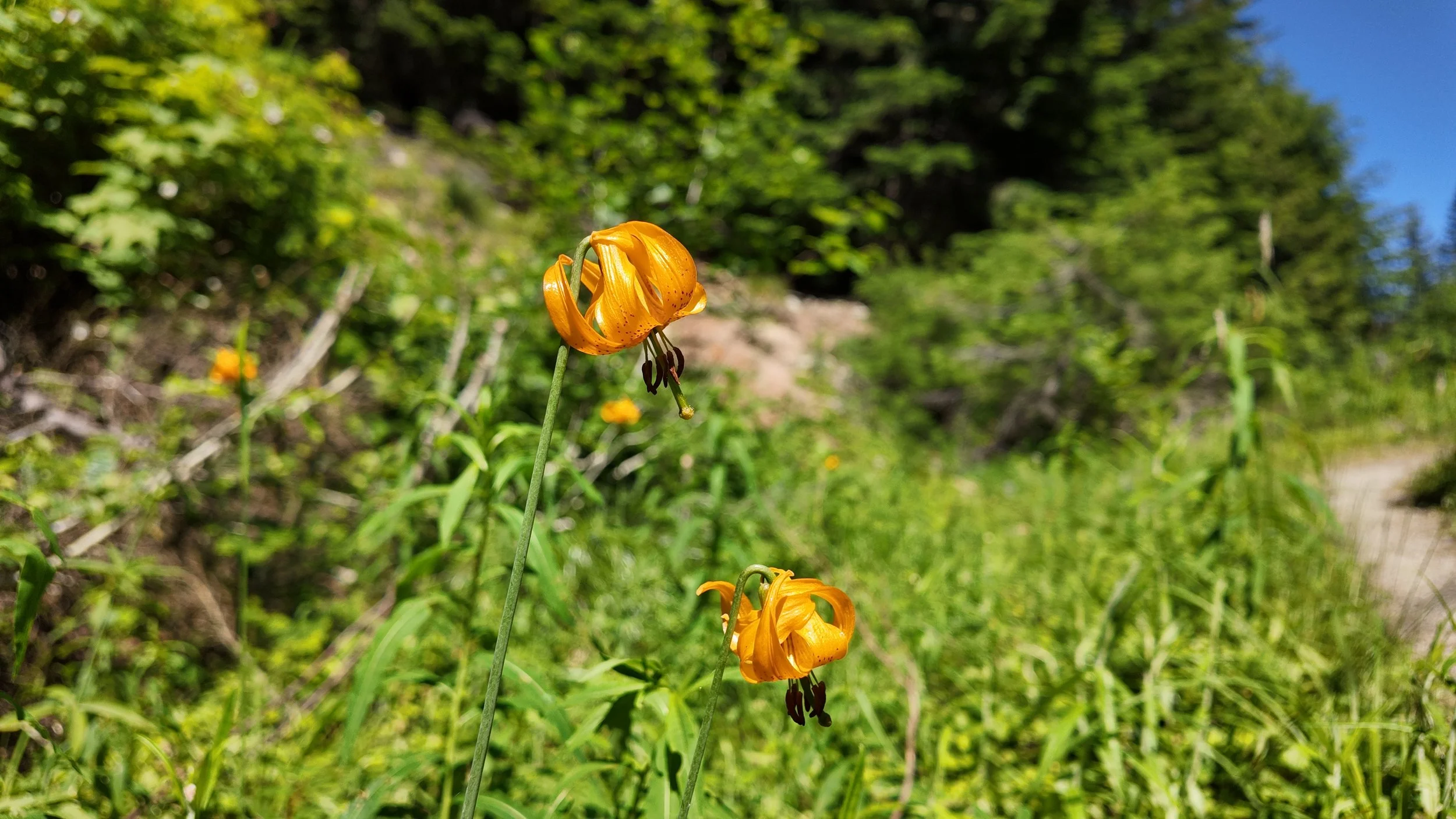 Cream-colored flowers with long, pointed petals and closed green buds on green stems against a dark background.