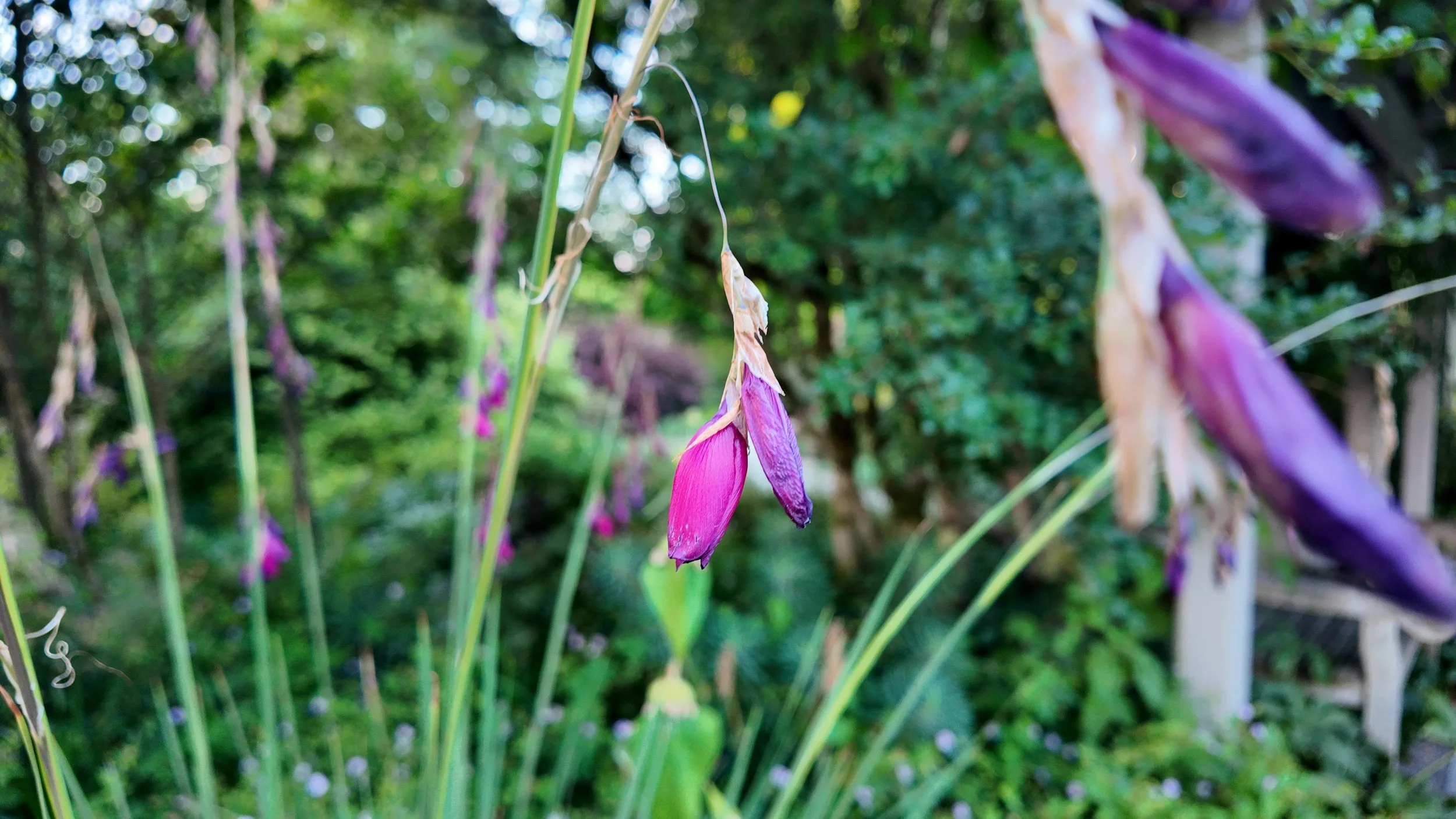 Cream-colored flowers with long, pointed petals and closed green buds on green stems against a dark background.