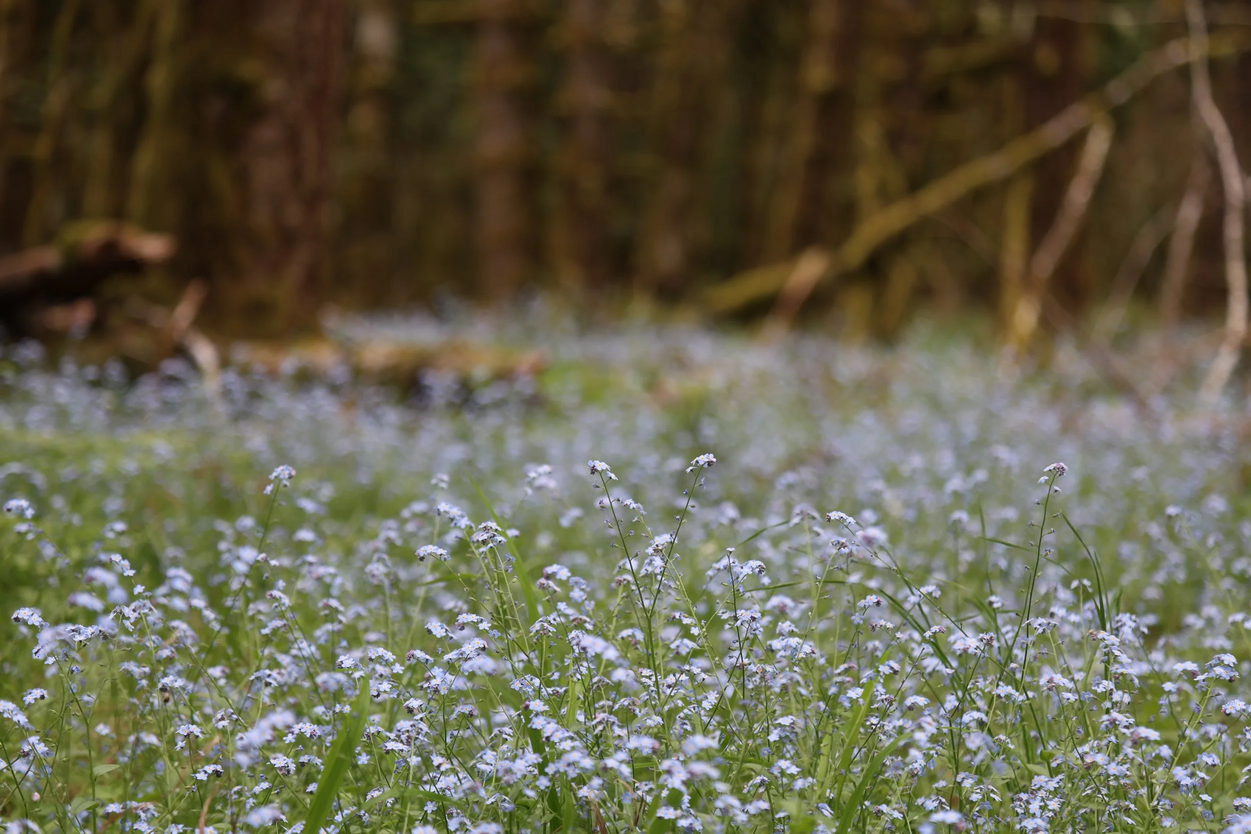 A field of small purple and white flowers in a forest on the Olympic Peninsula.