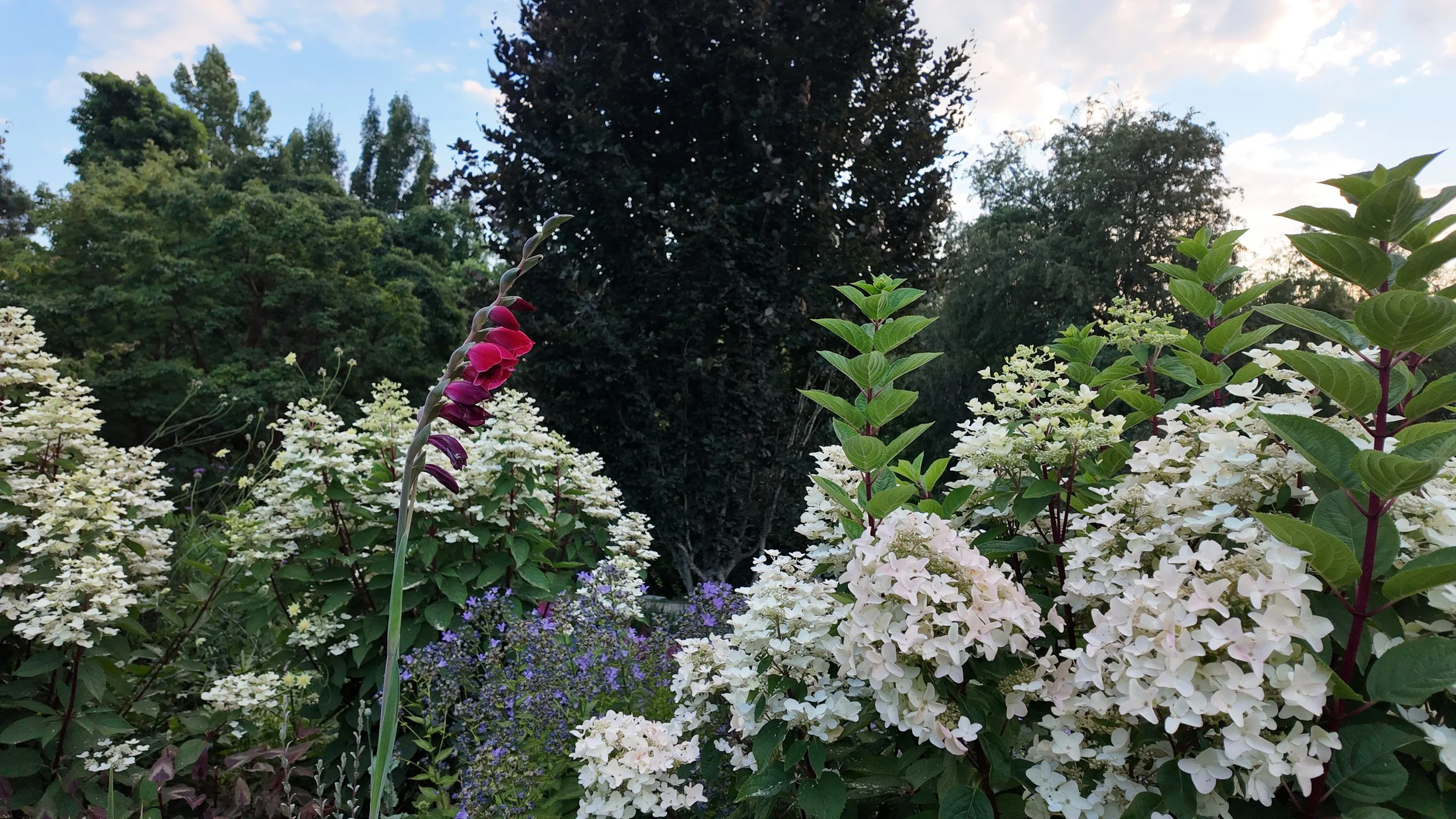 A light purple flower with thick green stems.