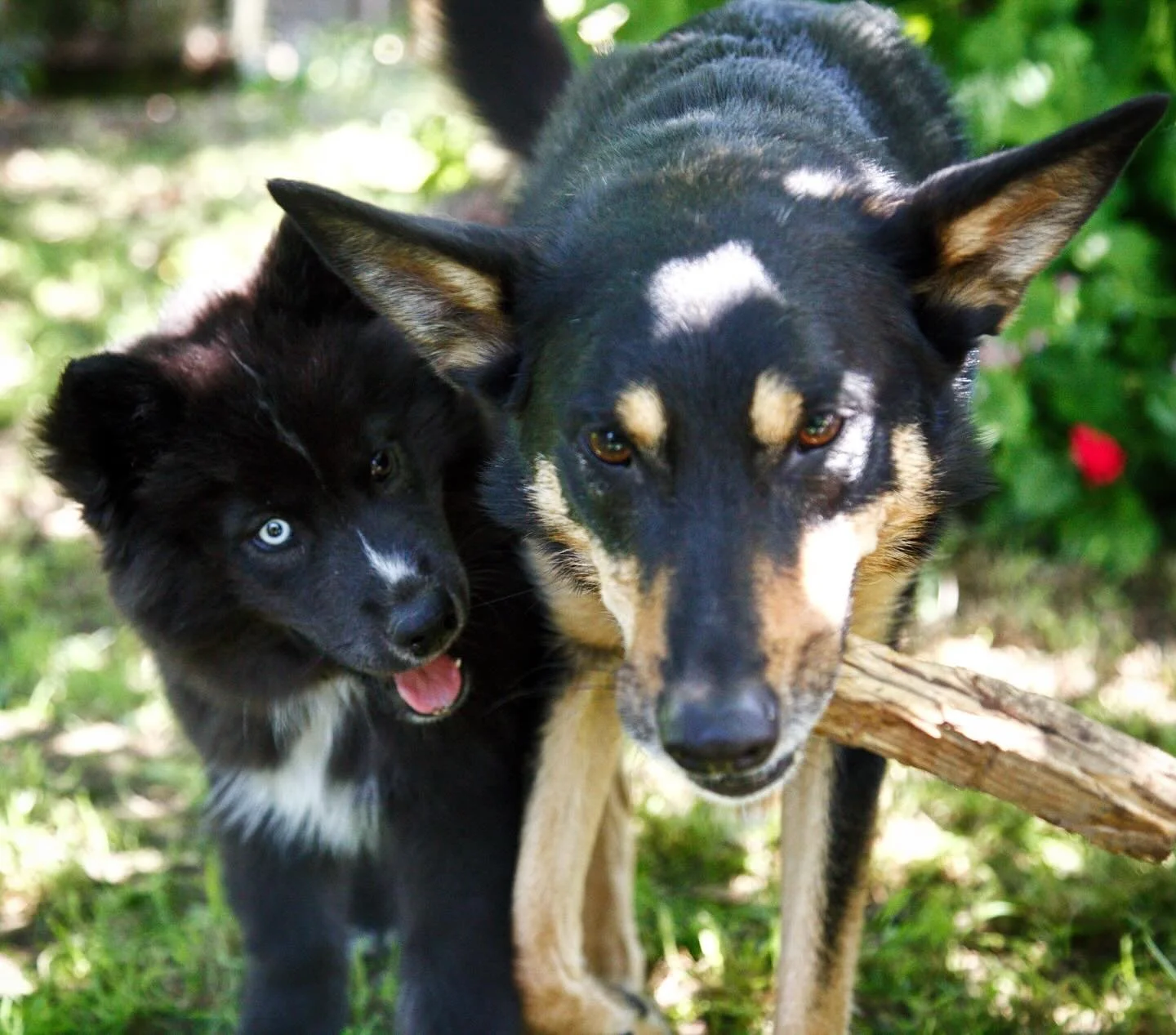 I see you have stick. I like sticks 🐺❤️ #wolfalikes #wolflookdogs #wolfdog #cutepuppy