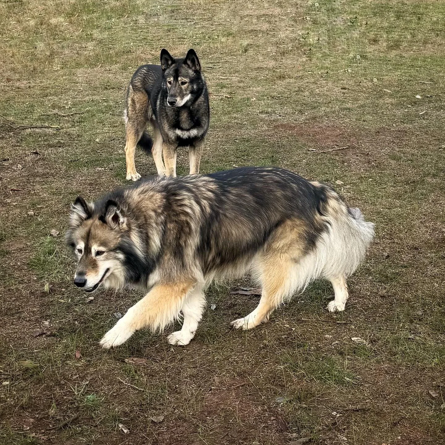 Inca and Odin&hellip;two pretty timber wolfalikes 🐺❤️ #tikaaniwolfalikes #wolfalike #wolfalikedog