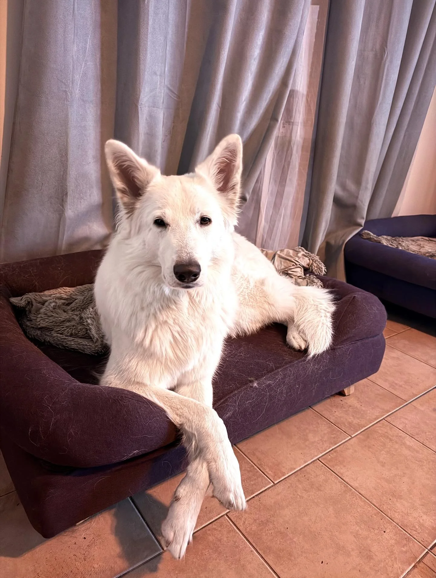 My perfect little lady Isabeau 🐺❤️ #classydog #whiteswiss #wolfalikes