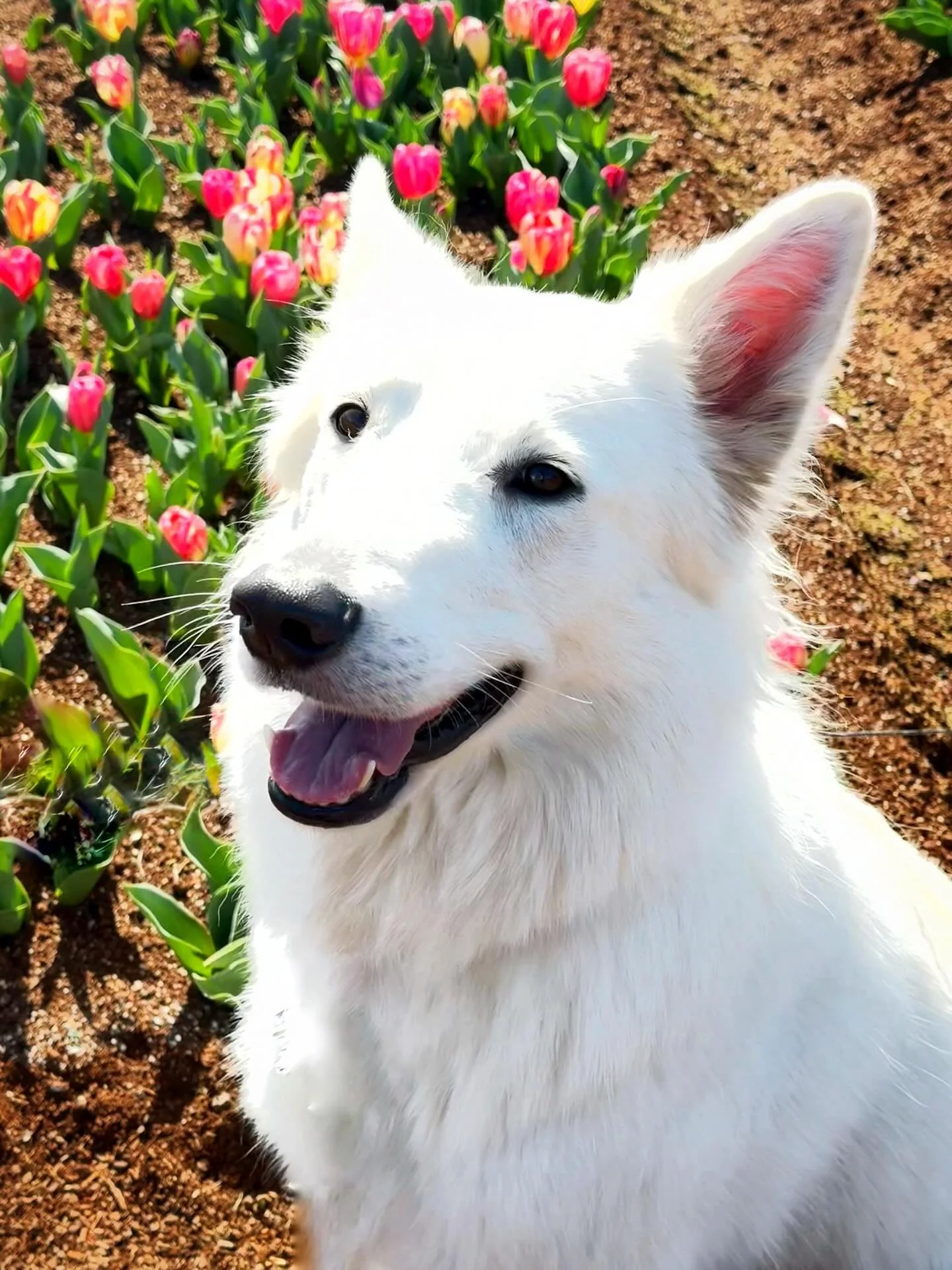 Beautiful day among the tulips at the Tesselaar Tulip Festival 🌷 #tulips #tulipfestival #spring #wolfalikes #whiteswiss #tesselaartulipfestival