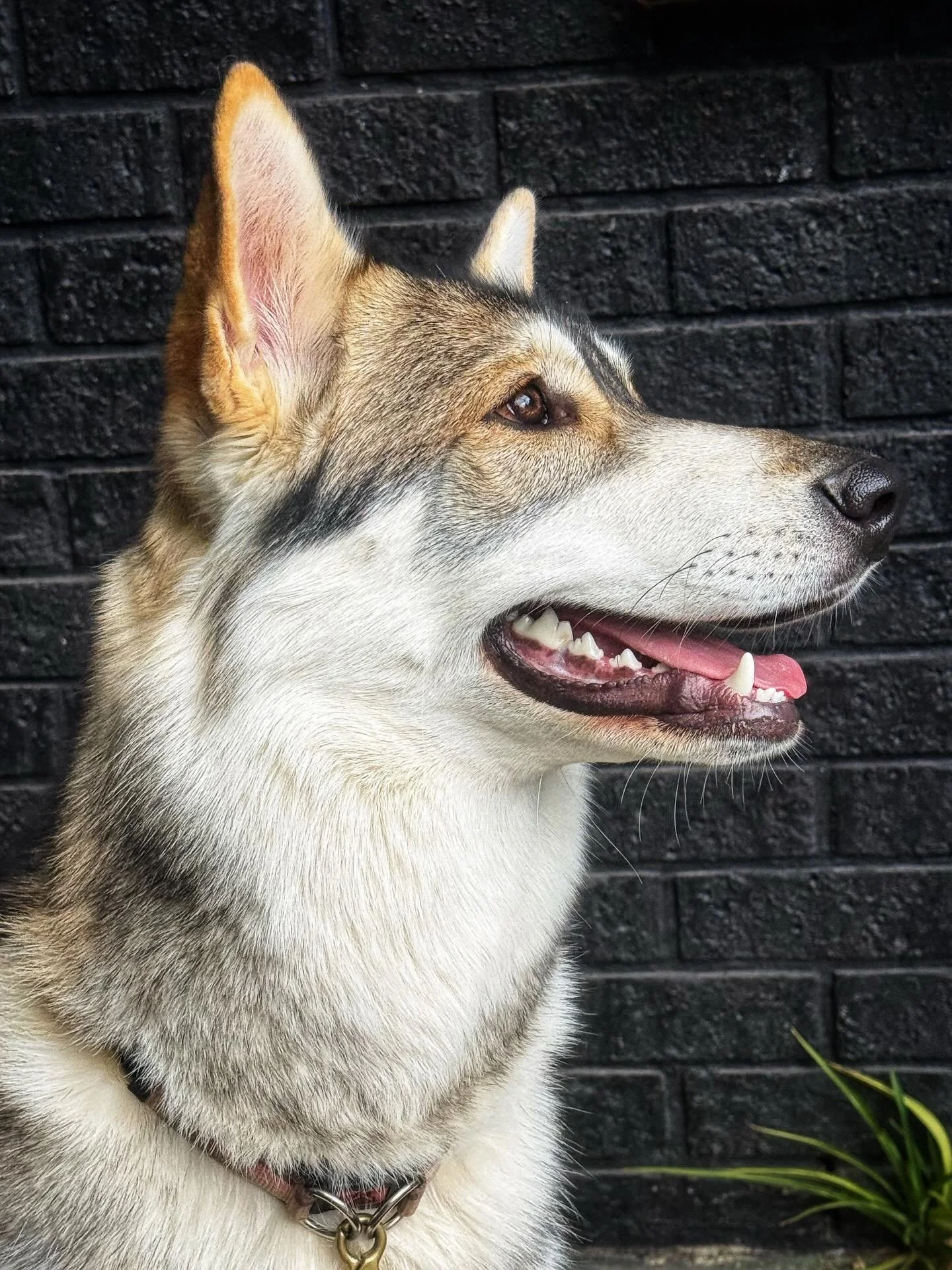 Tikaani Elvi growing into a beautiful wolf 🐺❤️ #tikaaniwolfalikes #australianwoflalike #wolf #timberwolf