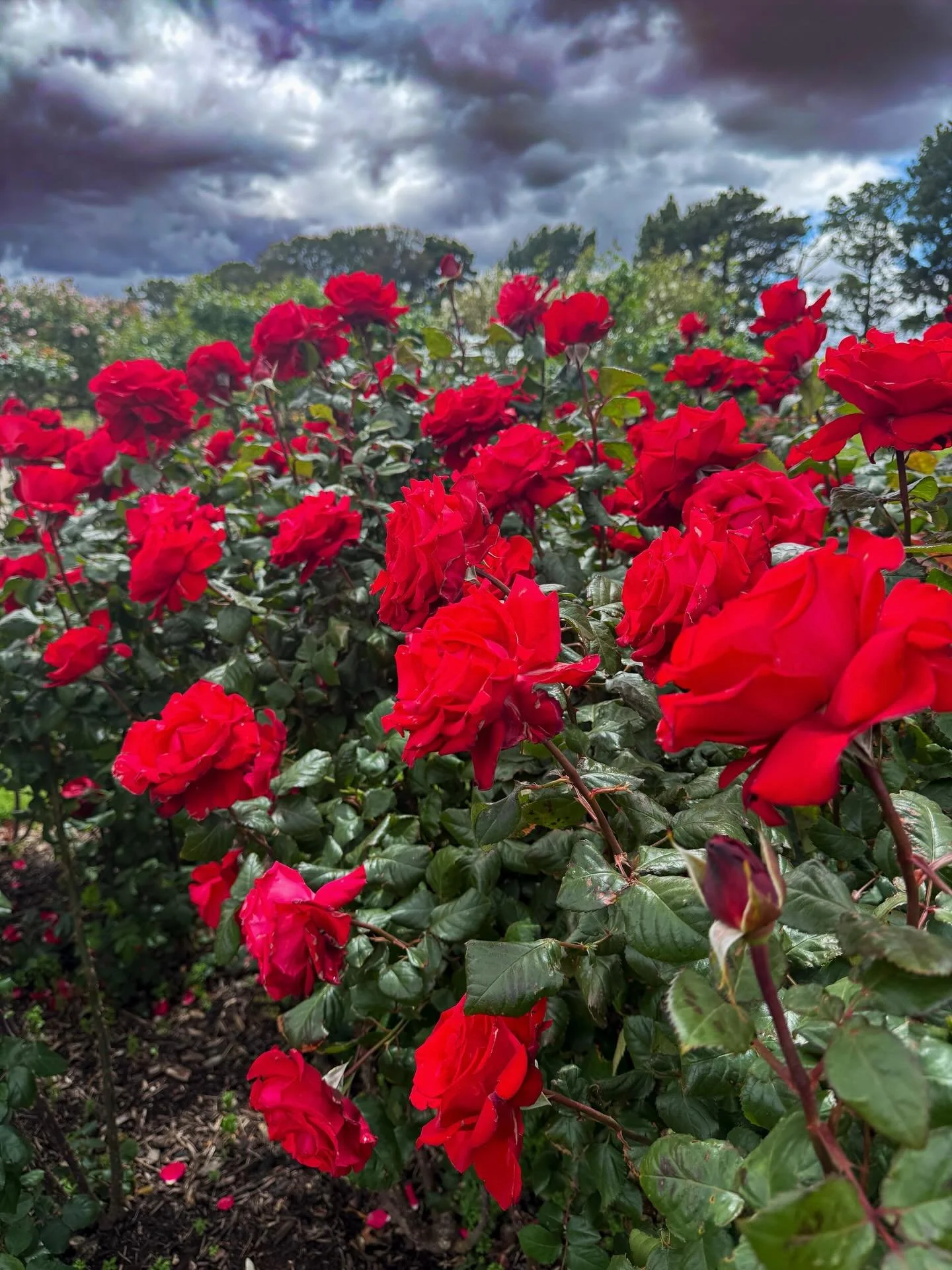 Roses and storm clouds, the story of my life #thoughts #moments #roses #photography