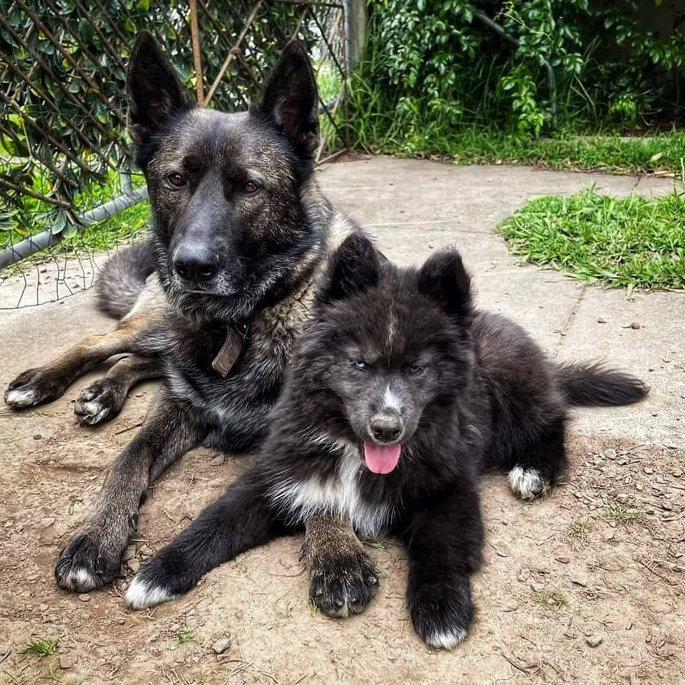 Memories of Uncle Rex with baby Grimm 🐺❤️ #tikaaniwolfalikes #wolfalike #wolfalikedog #wolfalikesofinstagram #australianwolfalike