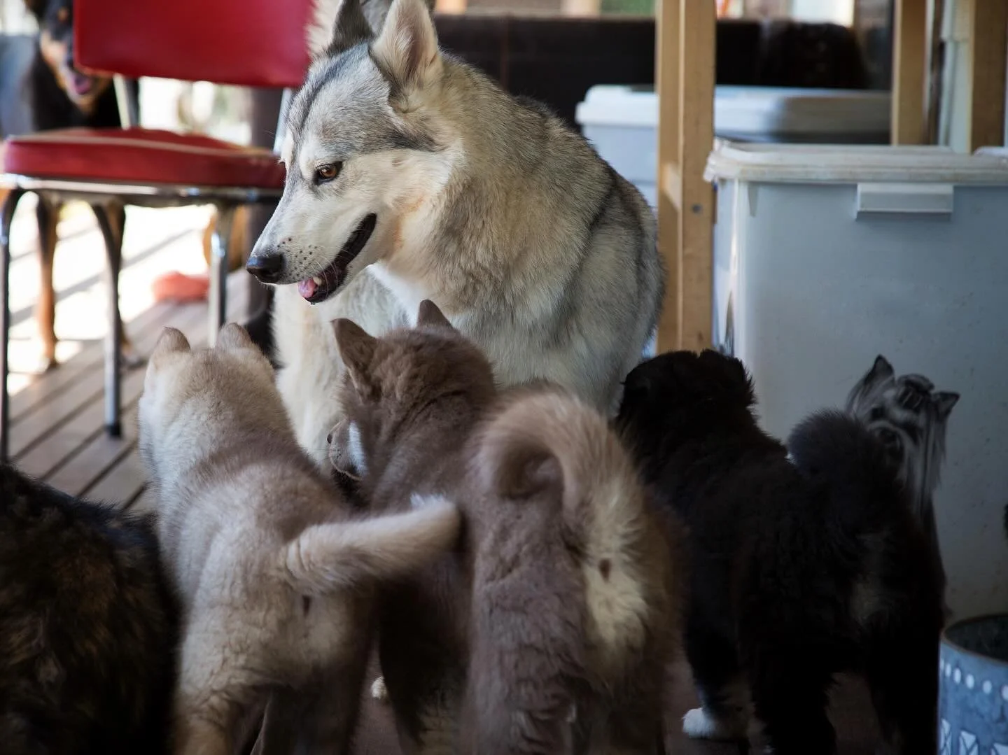 Mumma wolfalikes with her little fluffy butt babies 🐺❤️ #tikaaniwolfalikes #wolfalike #wolfalikedog #wolfalikesofinstagram #wolfdog