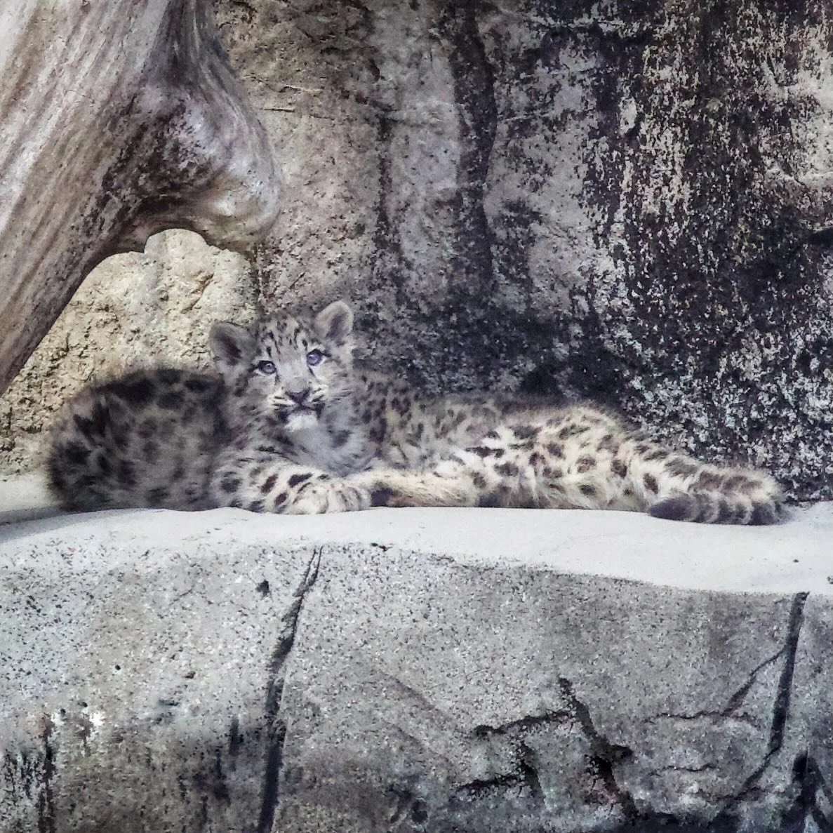 Snow leopard cub cuties 😍