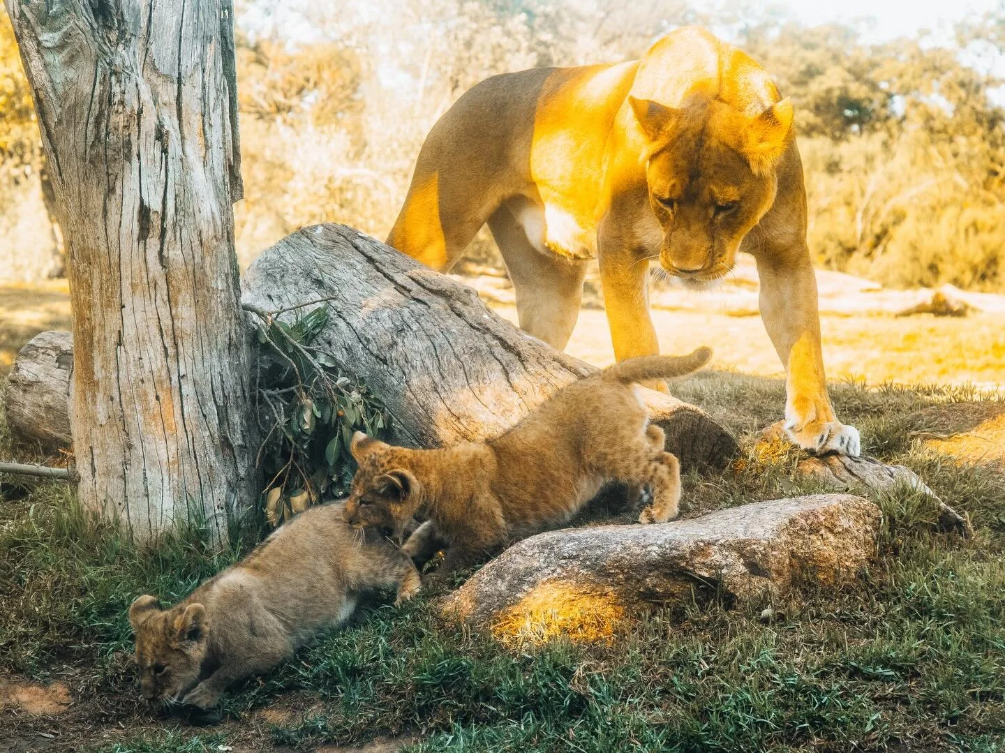 More cubs. Little lions this time 🦁