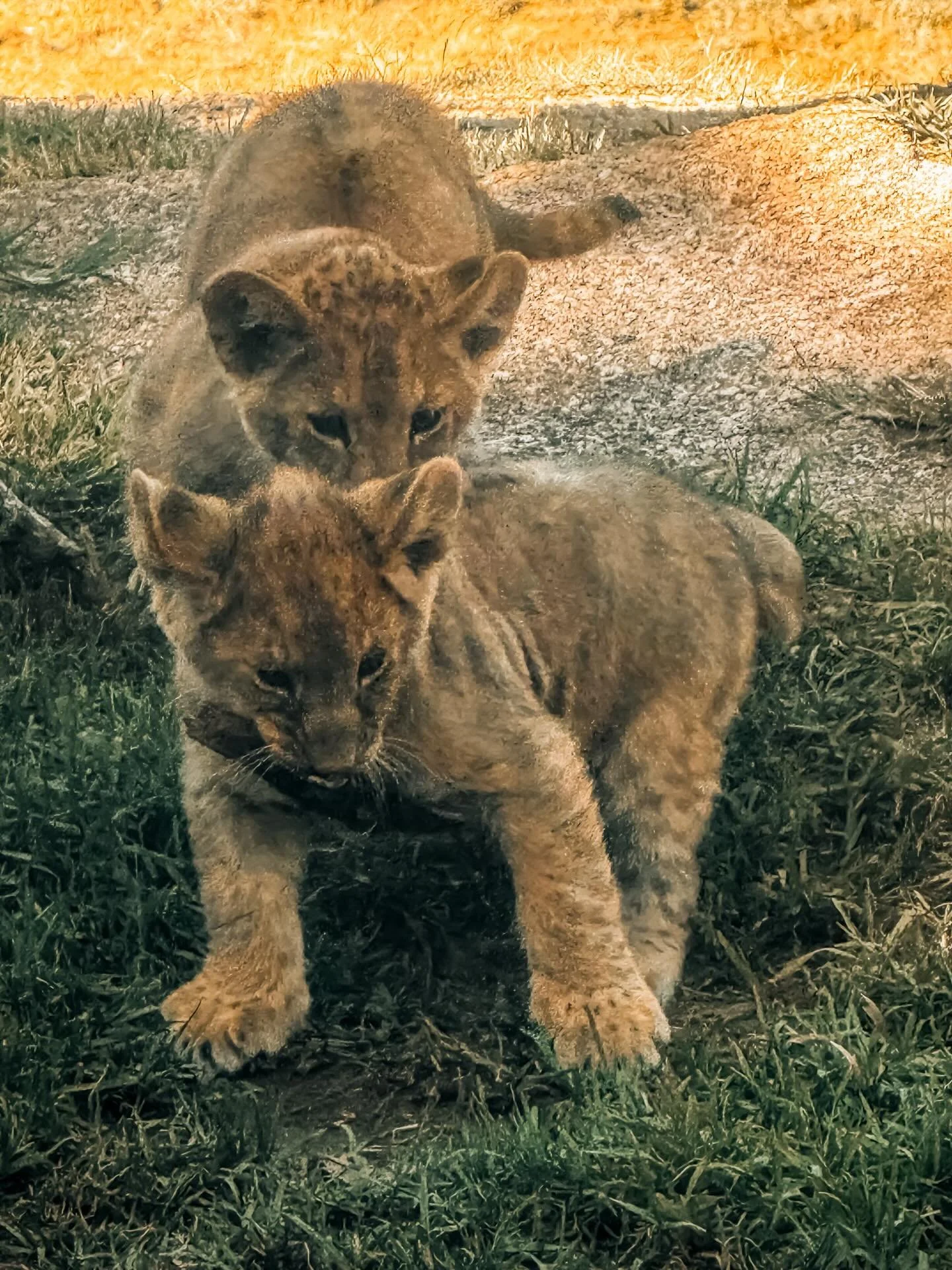 More of the babies. Little lion cubs playing 🦁❤️