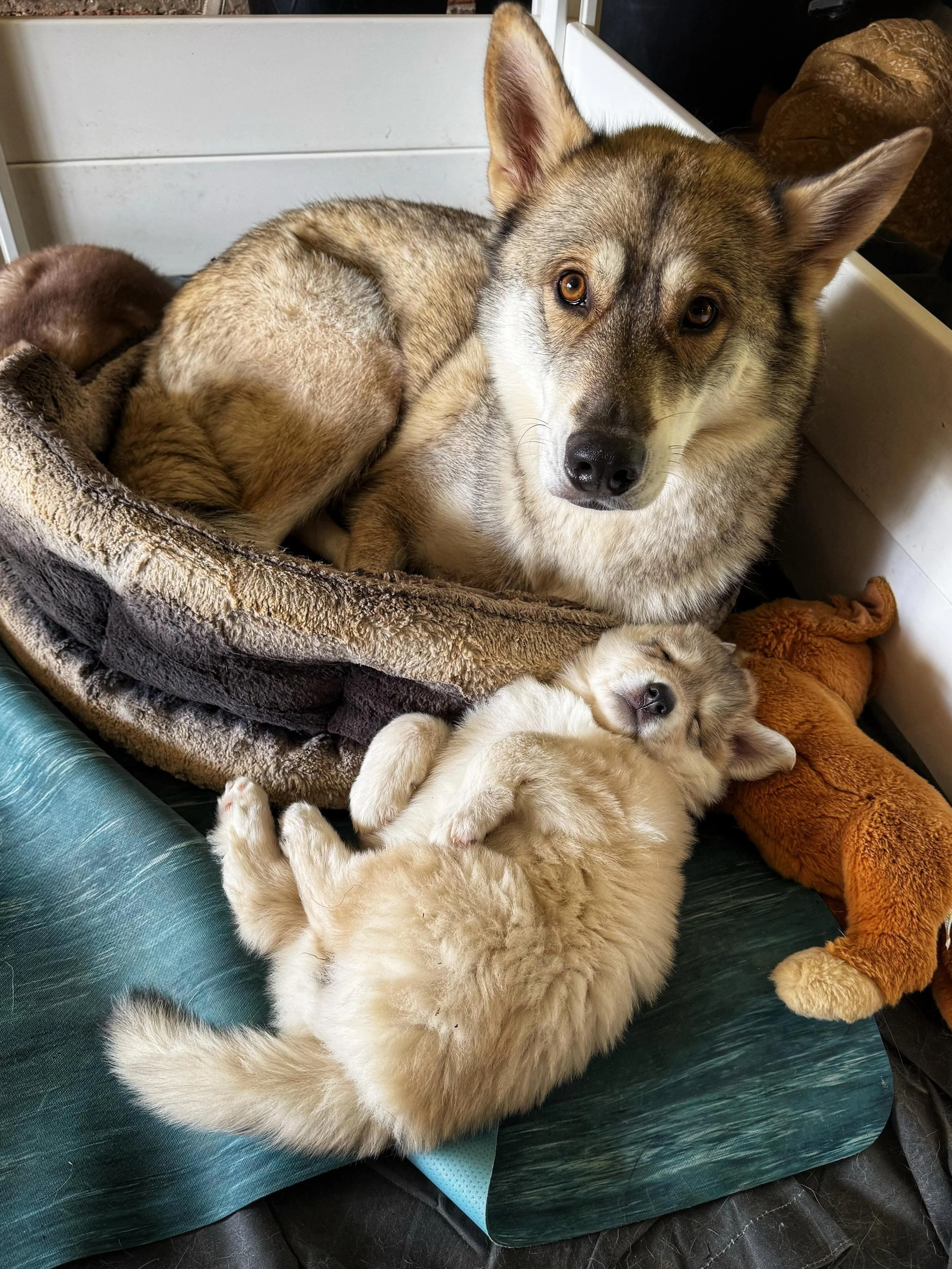 Tikaani Astra is the best mumma 🐺❤️ #wolfalikes #puppy