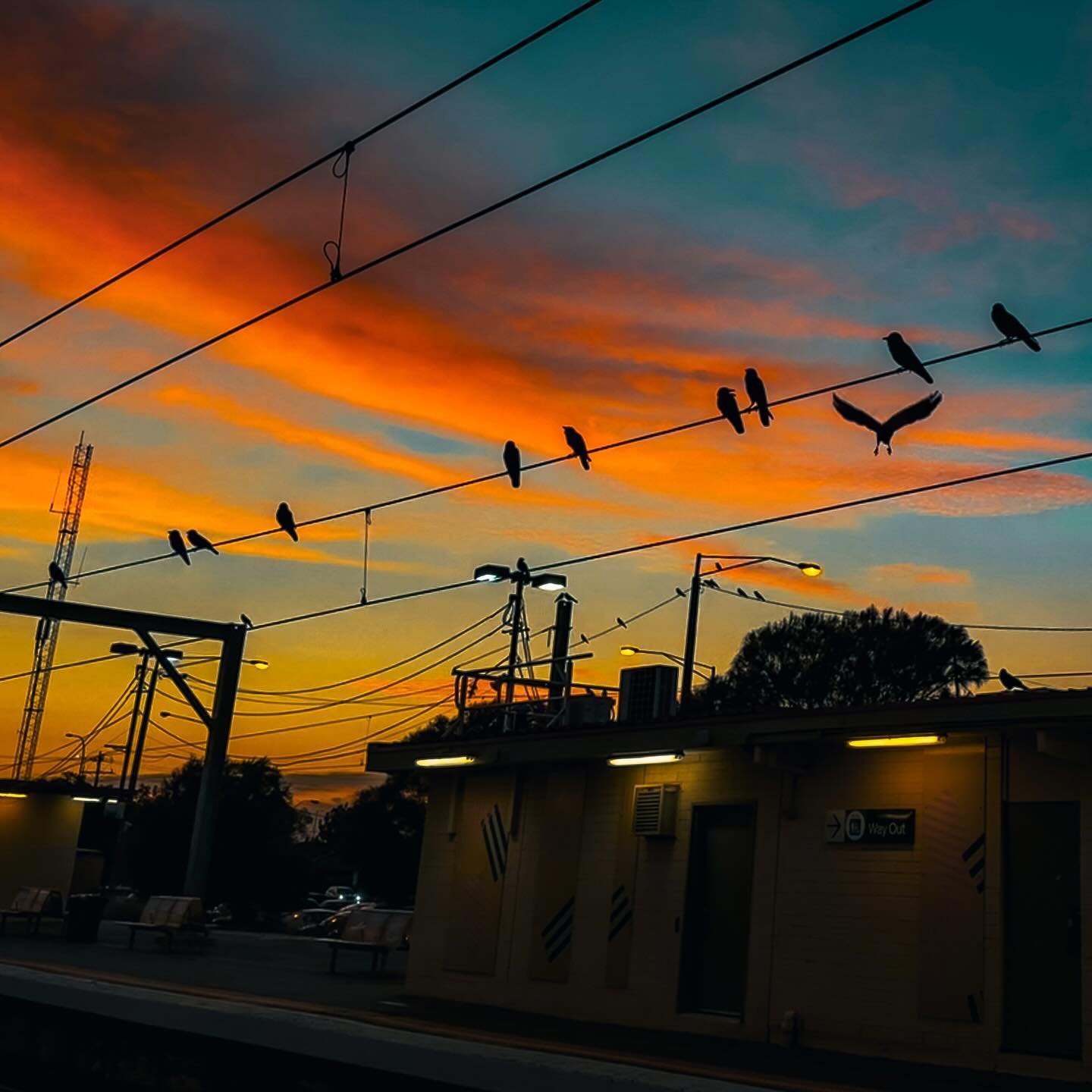 Looks like the local murder of crows convened to judge my life choices.
 #CrowCouncil #MelbourneSkies #MainCharacterEnergy